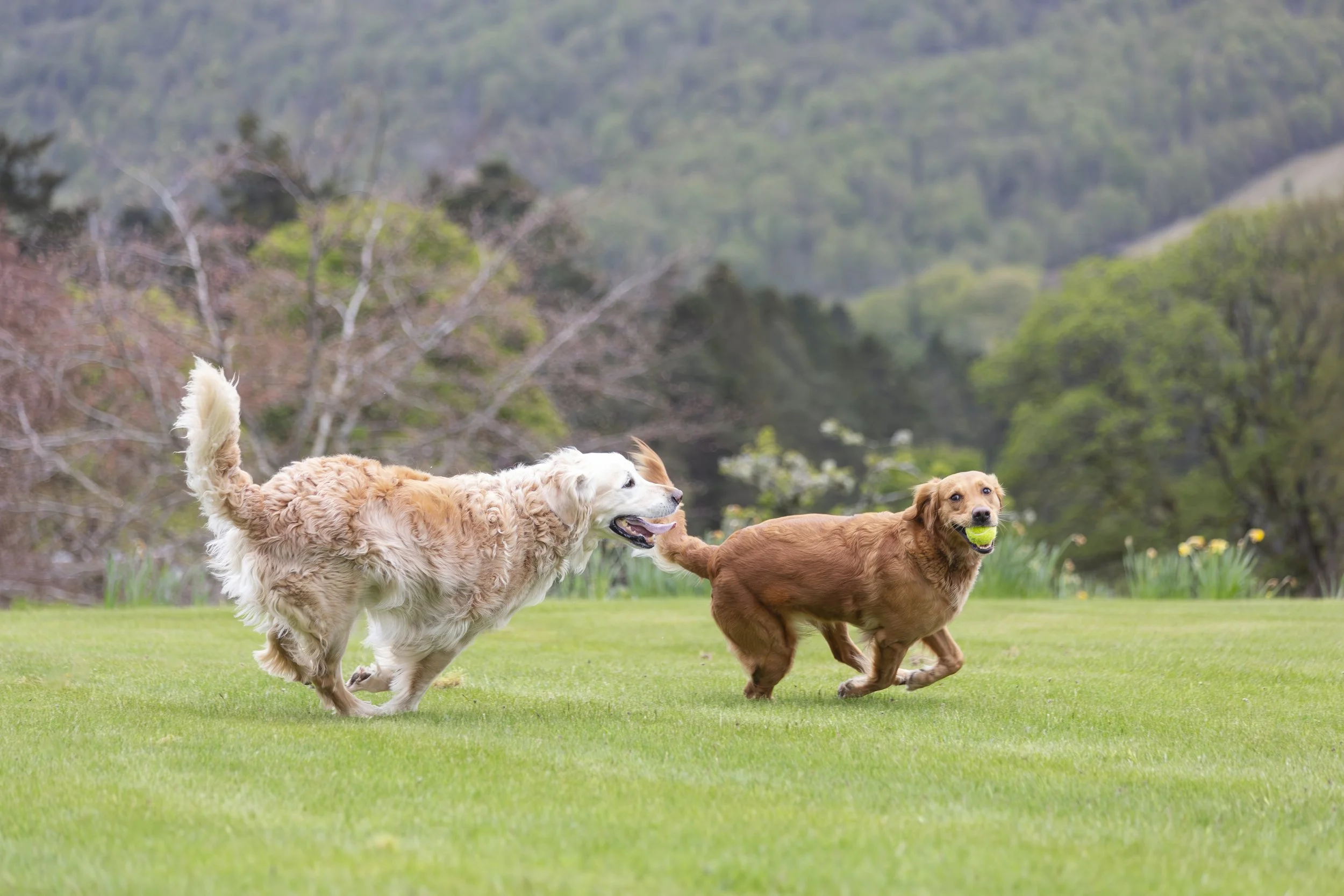 Two retriever dogs, one white and fluffy, the other golden and smaller, chase each other for the tennis ball the golden has in her mouth. 