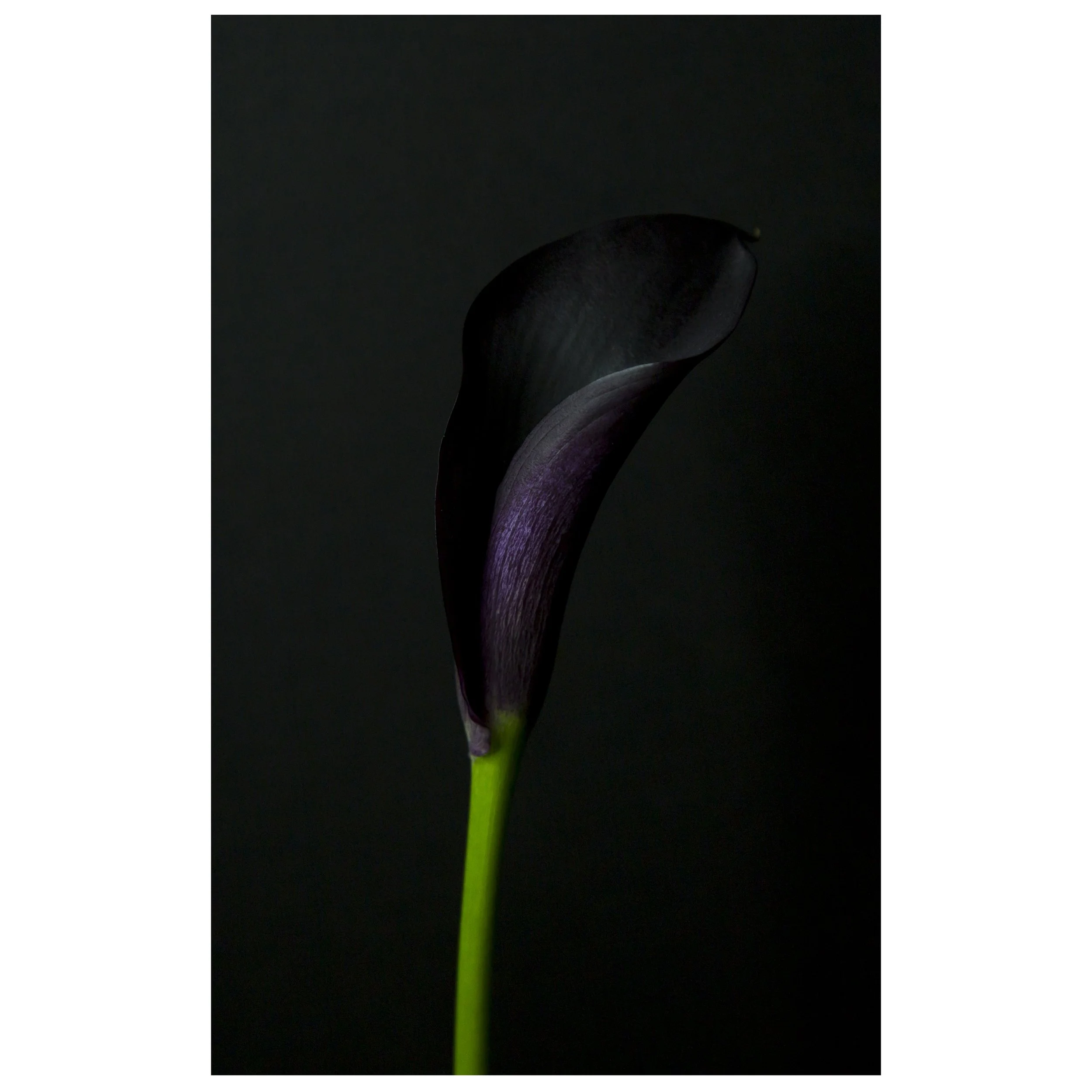 Calla Lily Bloom on Black