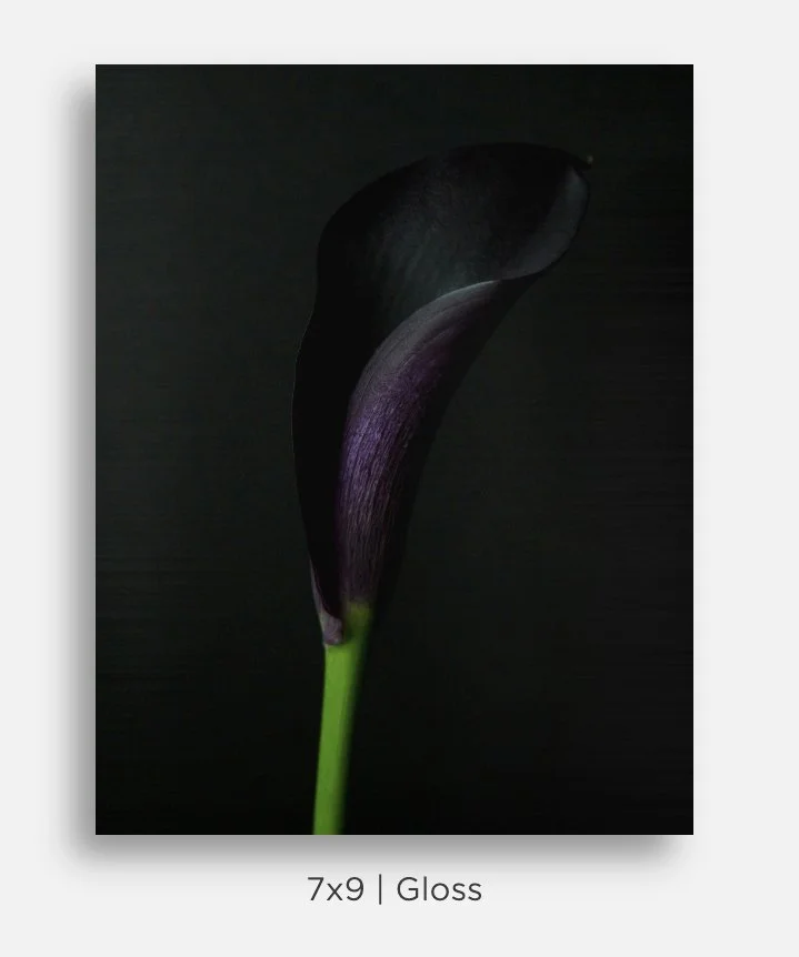 Metallic prints for sale. Image of a bouquet of deep purple calla lilies on black. Great gifts, home decor.