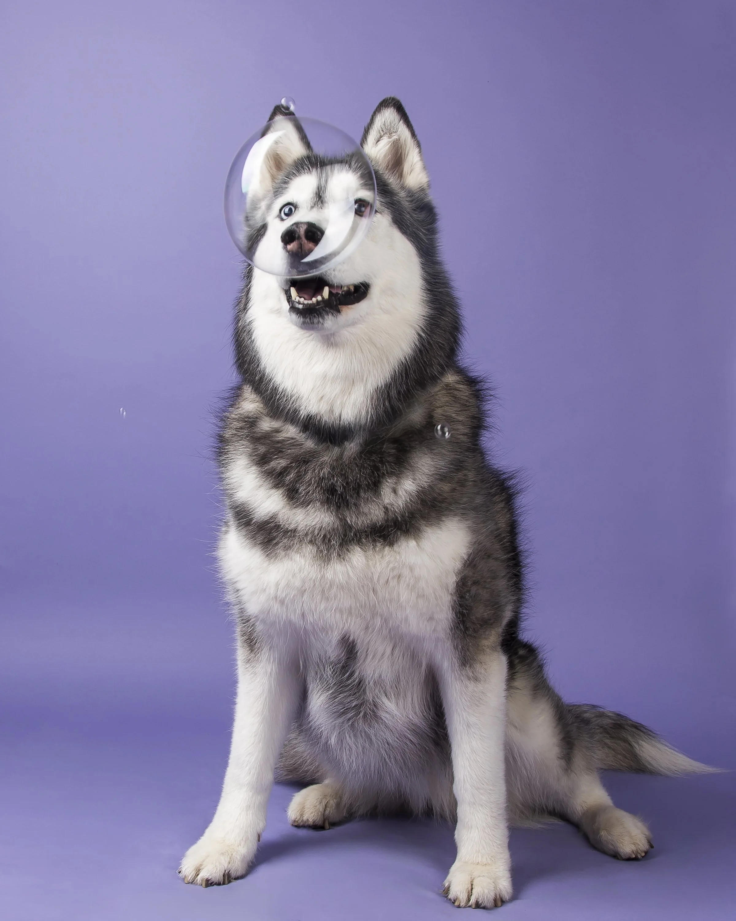 A black and white Siberian Husky dog stares into a big bubble in front of her face.