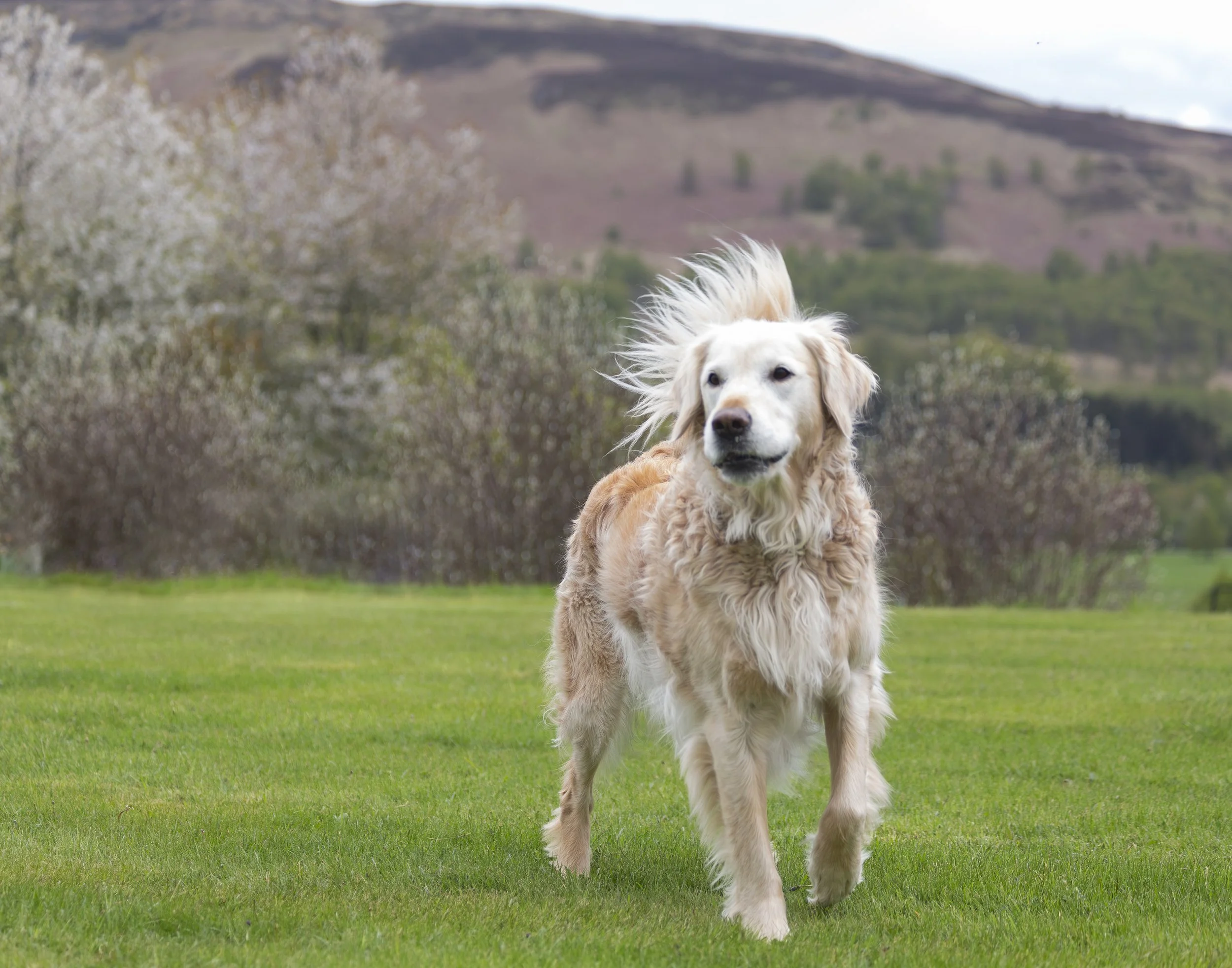 A large fluffy white retriever mix dog standing in a field with his fluffy tail up. He is looking off camera. 
