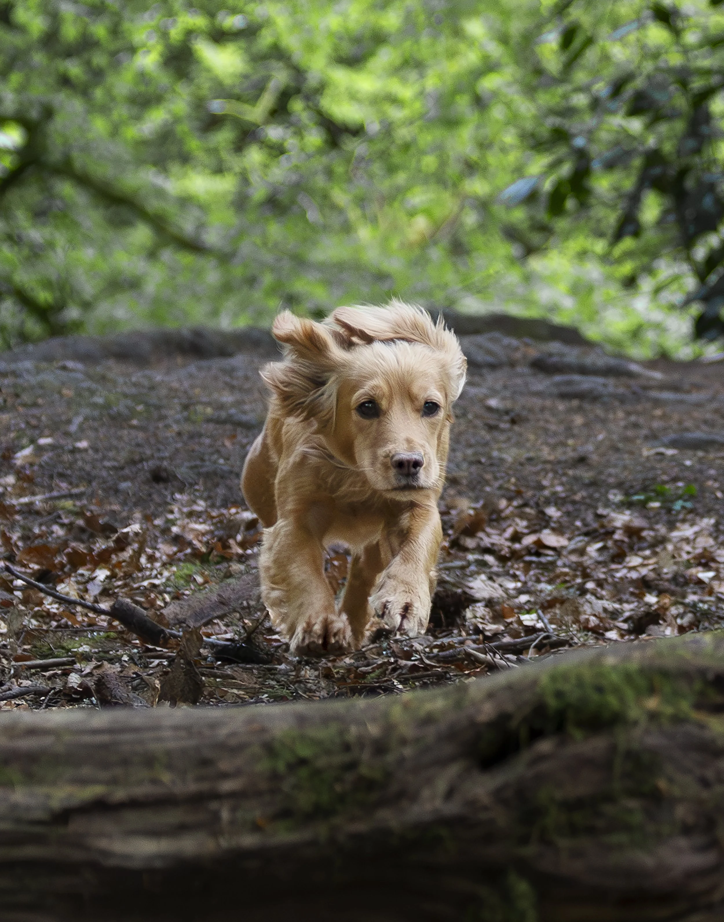 A blonde cocker spaniel puppy runs towards a log about to jump over it. 