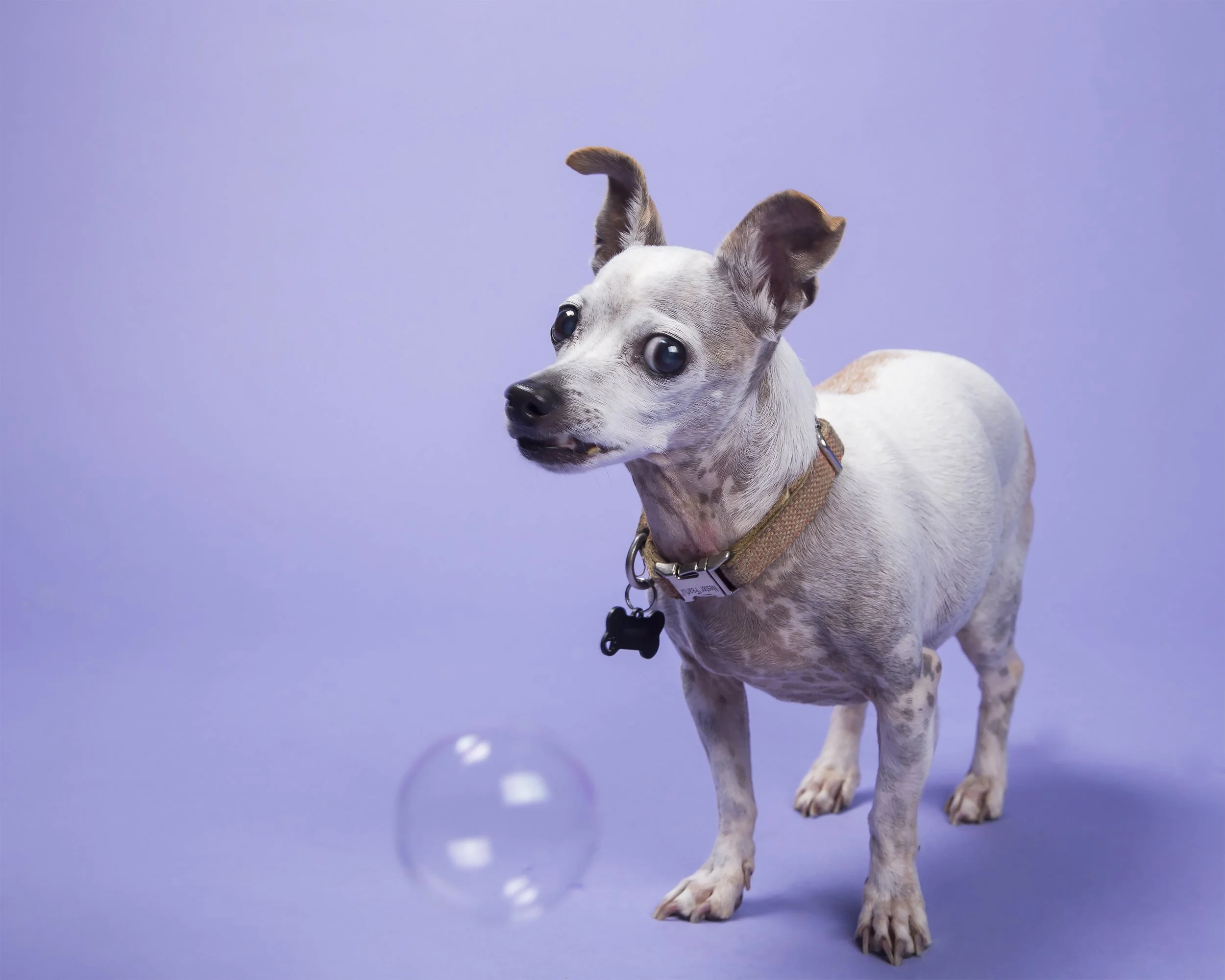 A white spotted Chihuahua dog looks hesitantly at a bubble floating by.