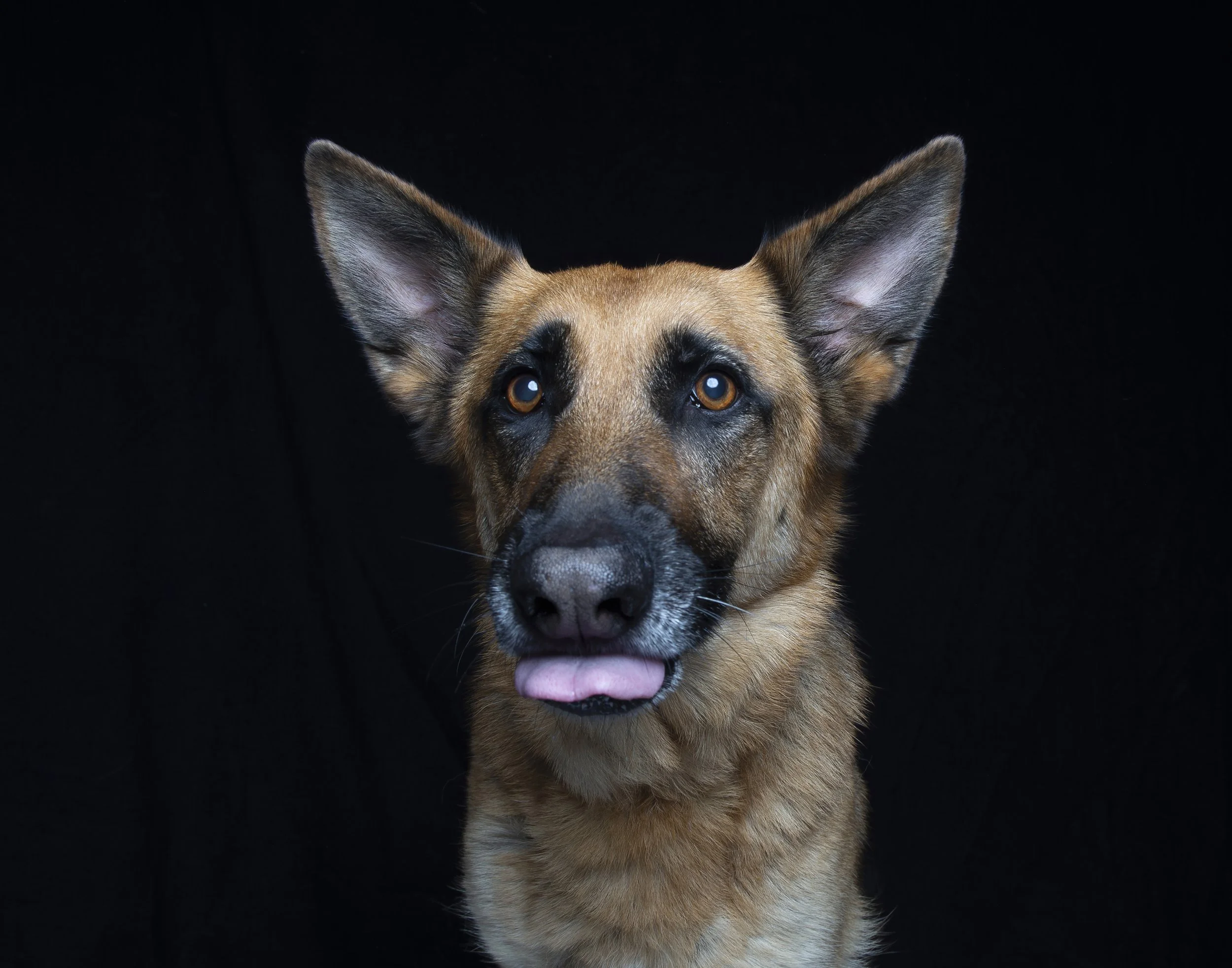 Portrait of a German Shepard dog against a black background with her tongue out in a blep.
