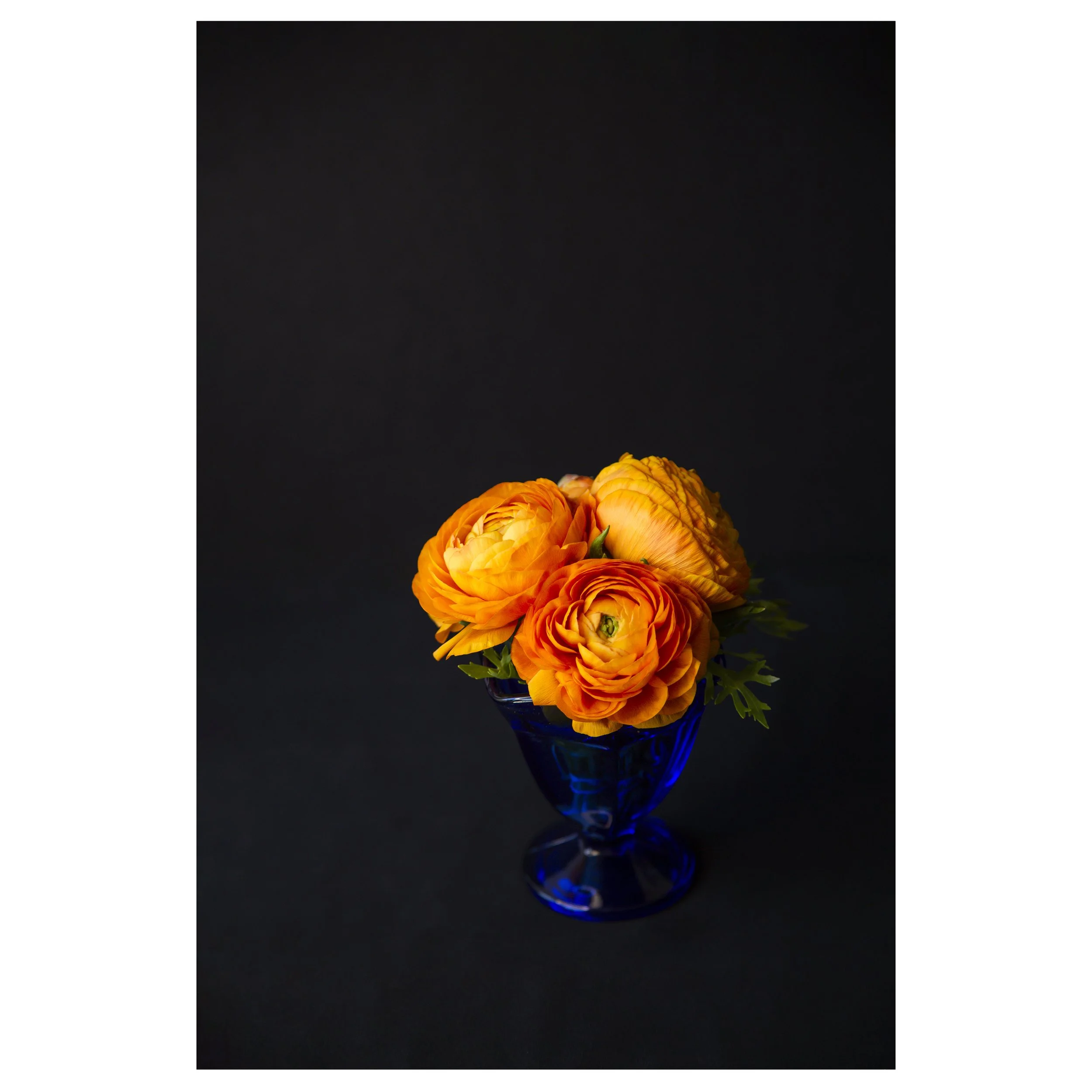 Persian Buttercup Flowers in Blue Glass Vase Vertical Print