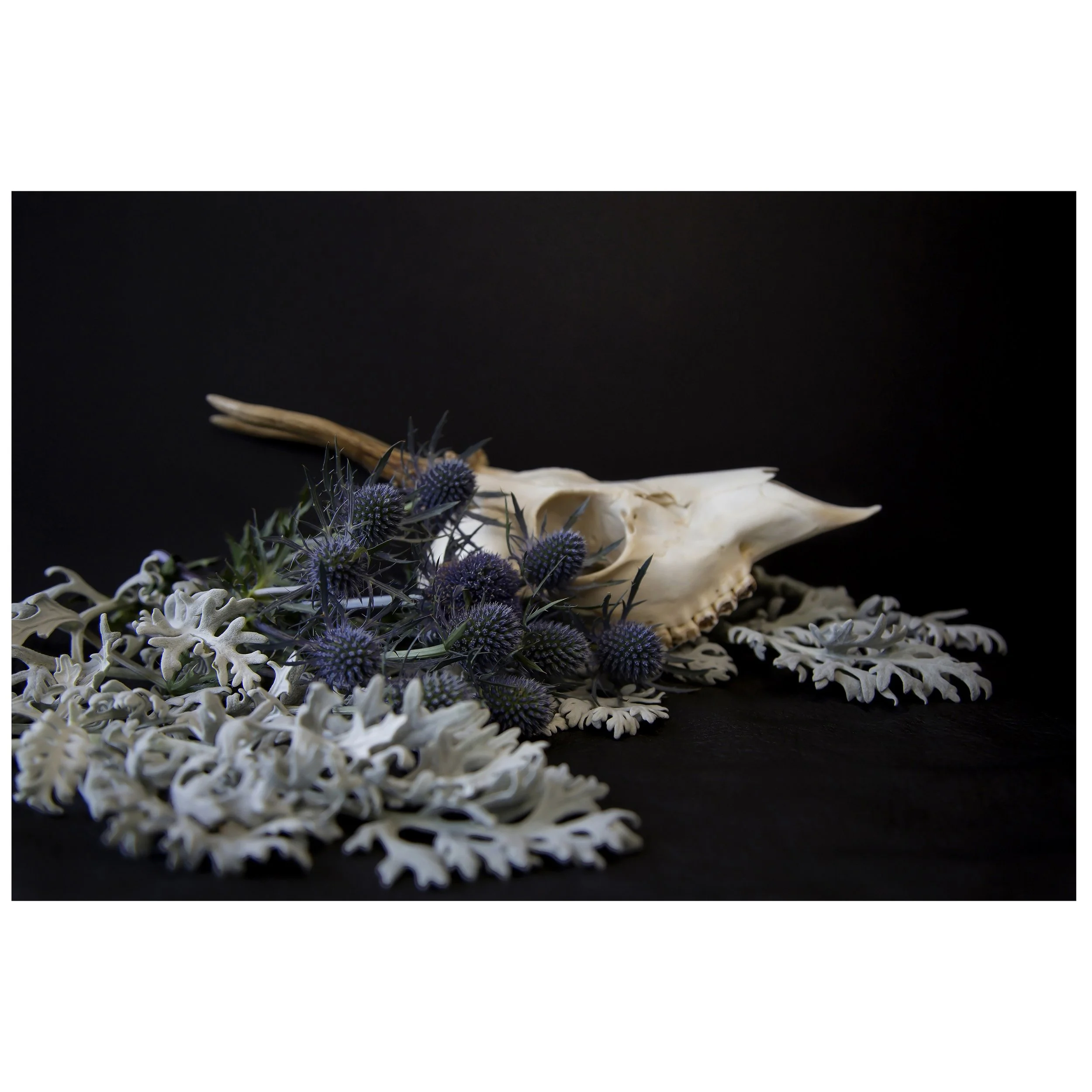 Muntjac Deer Skull Blue Thistle and Dusty Miller Still Life Horizontal Print