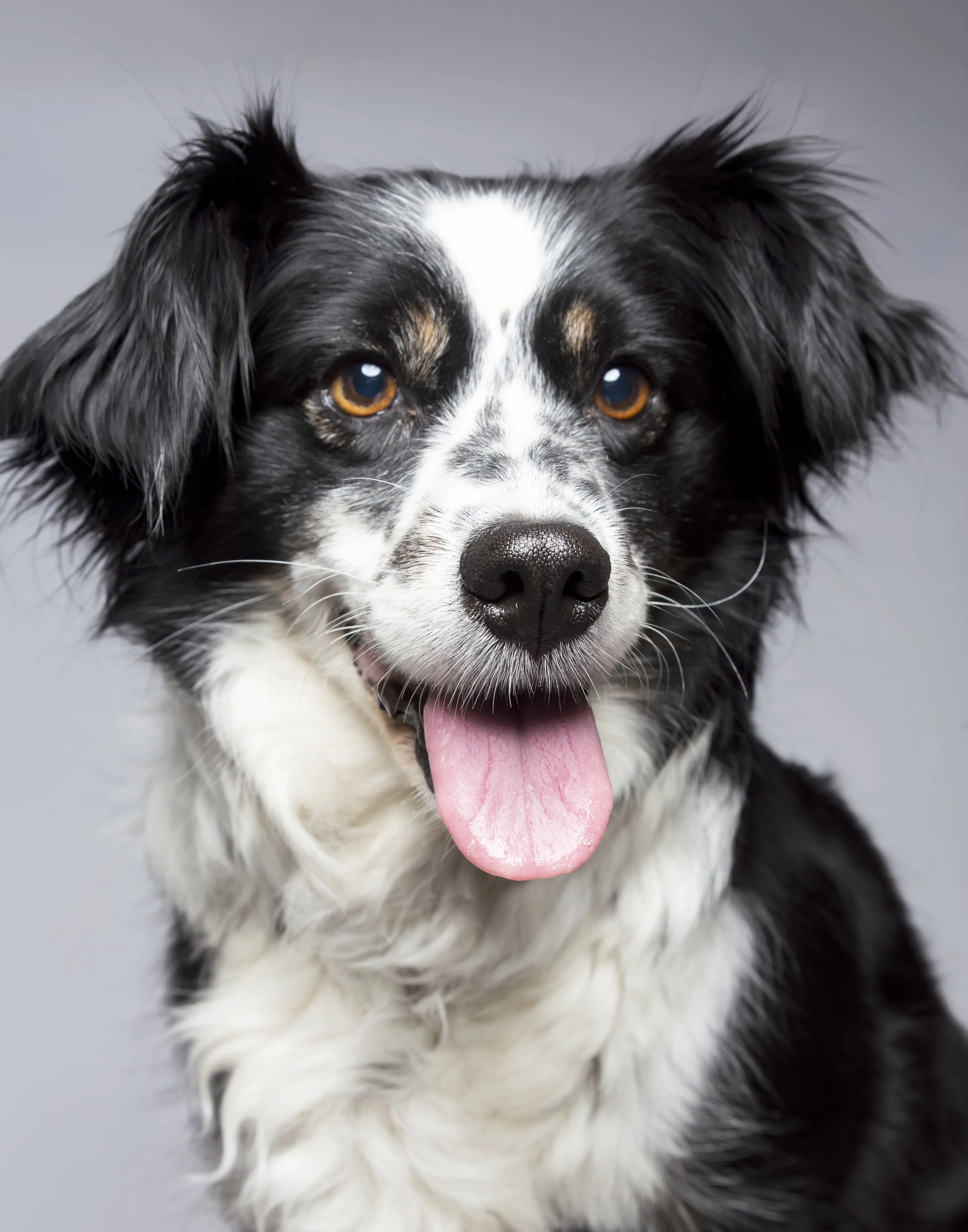A black and white Border Collie dog in a studio against a gray background with his tongue out.