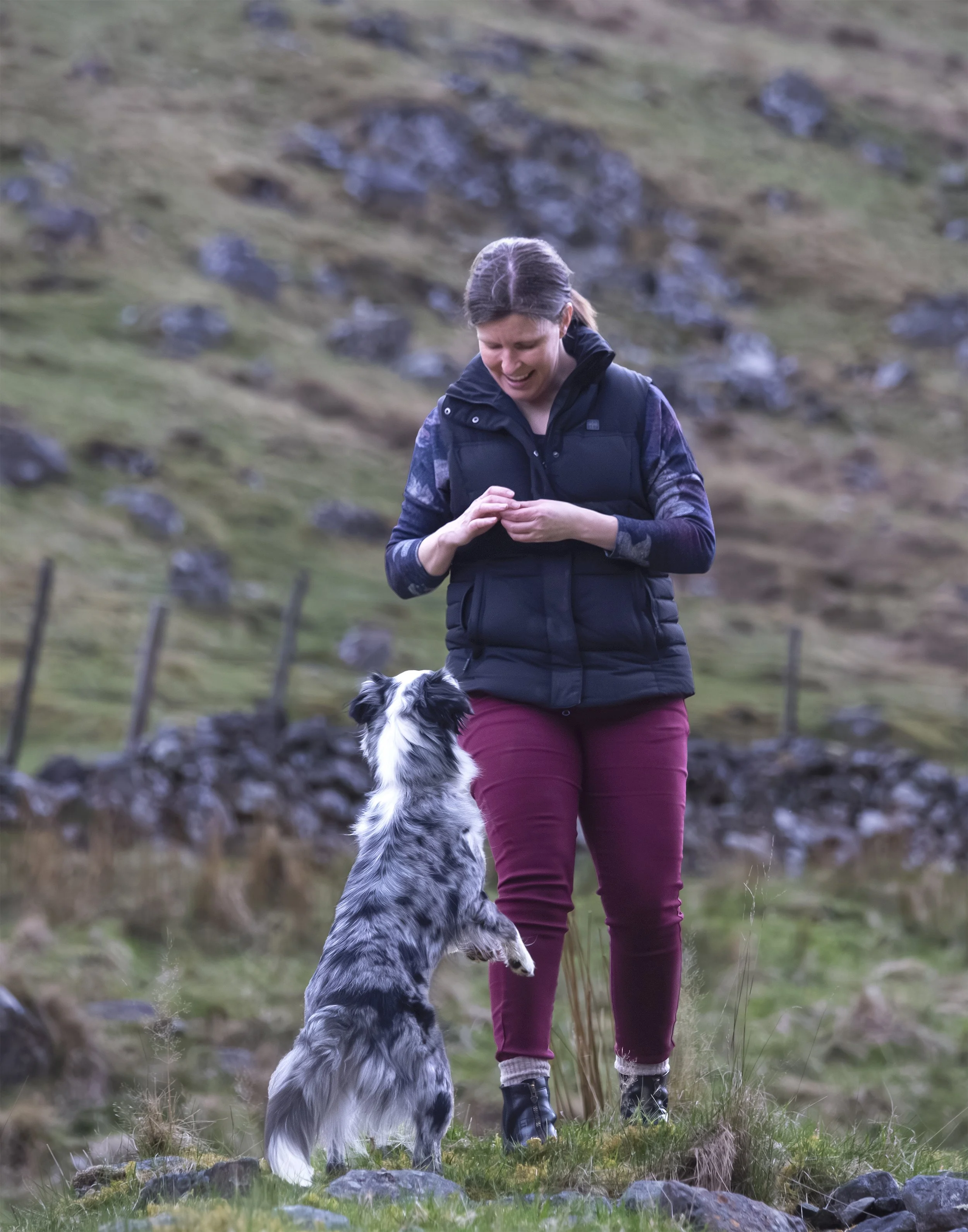 A mini Australian shepard dog stands on her hind legs to get a treat from her mom standing above her. 