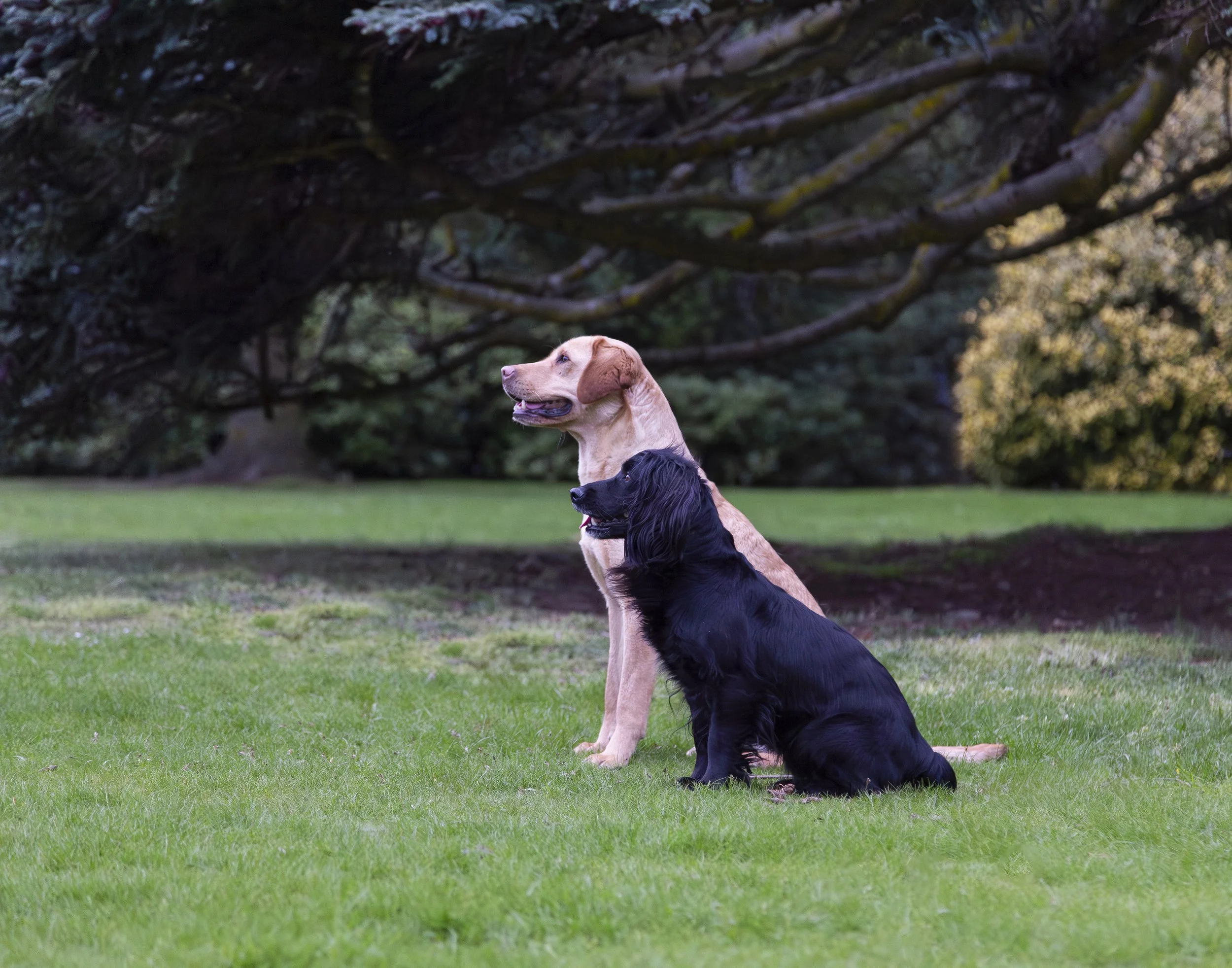 A golden retriever and a black cocker spaniel sit at attention in a grassy field next to a group of trees. 