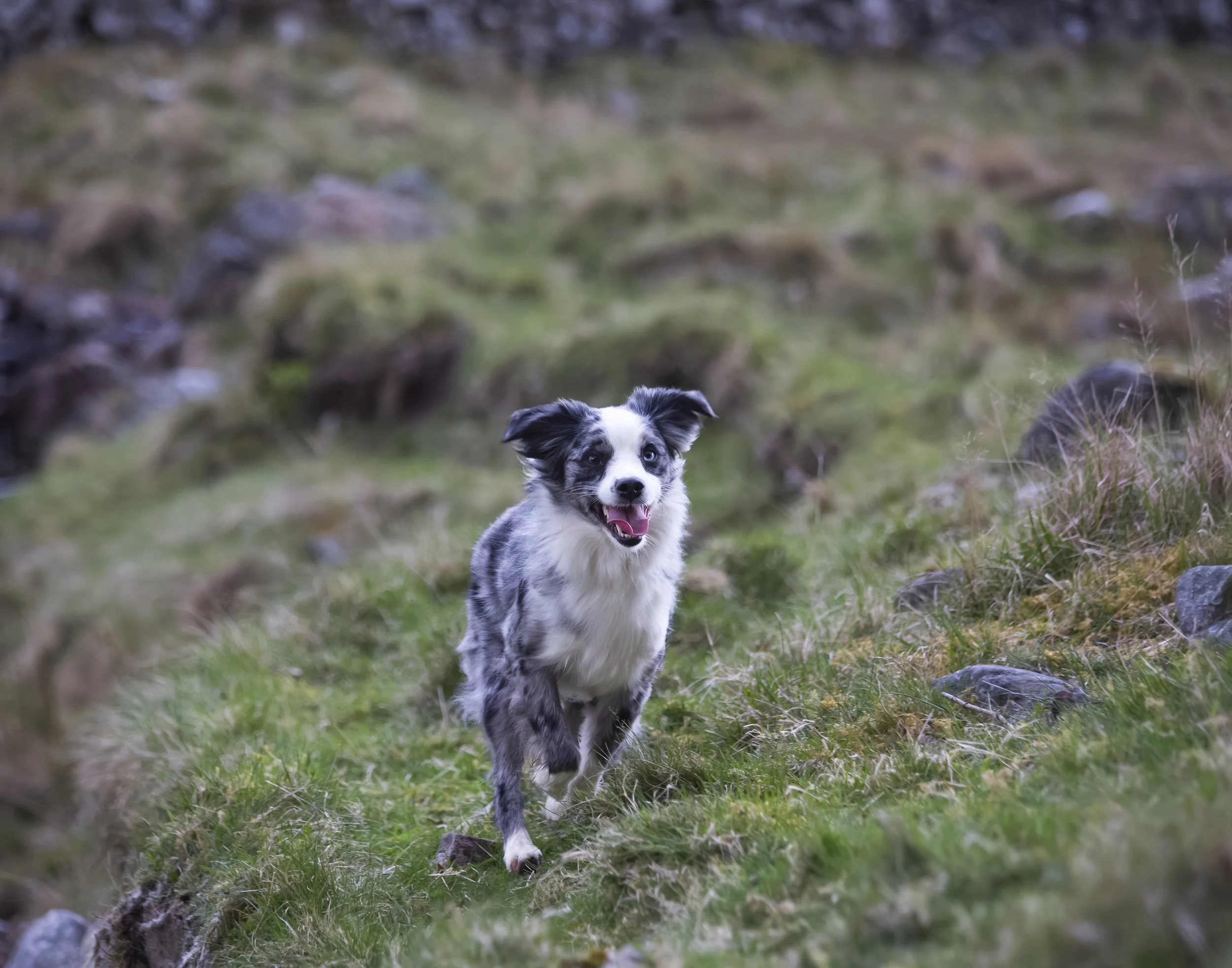 A mini Australian Shepard dog running towards the camera through a grassy area.