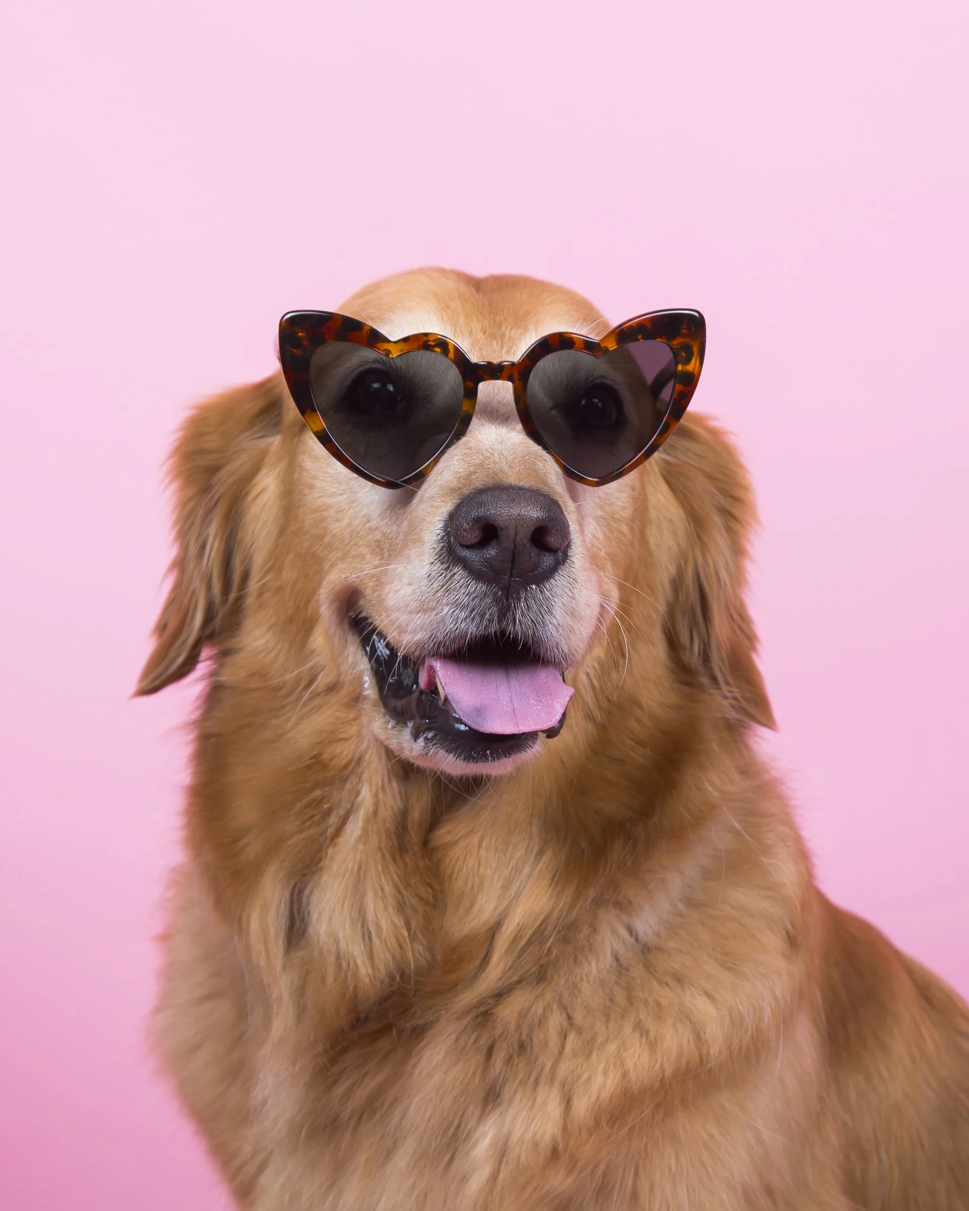 A golden retriever dog wearing leopard print heart shaped glasses on a pink background.