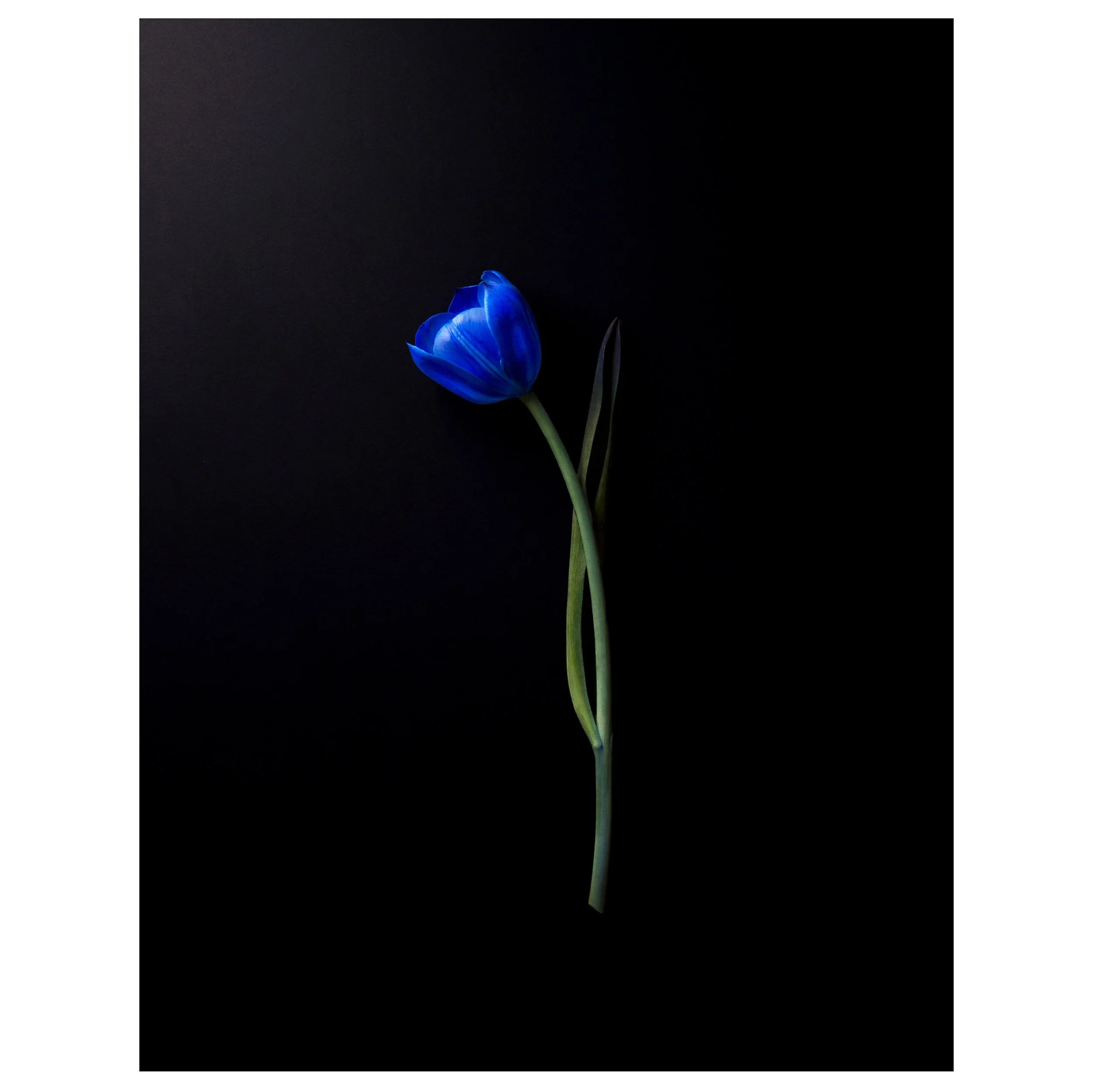 Electric Blue Tulip on Black