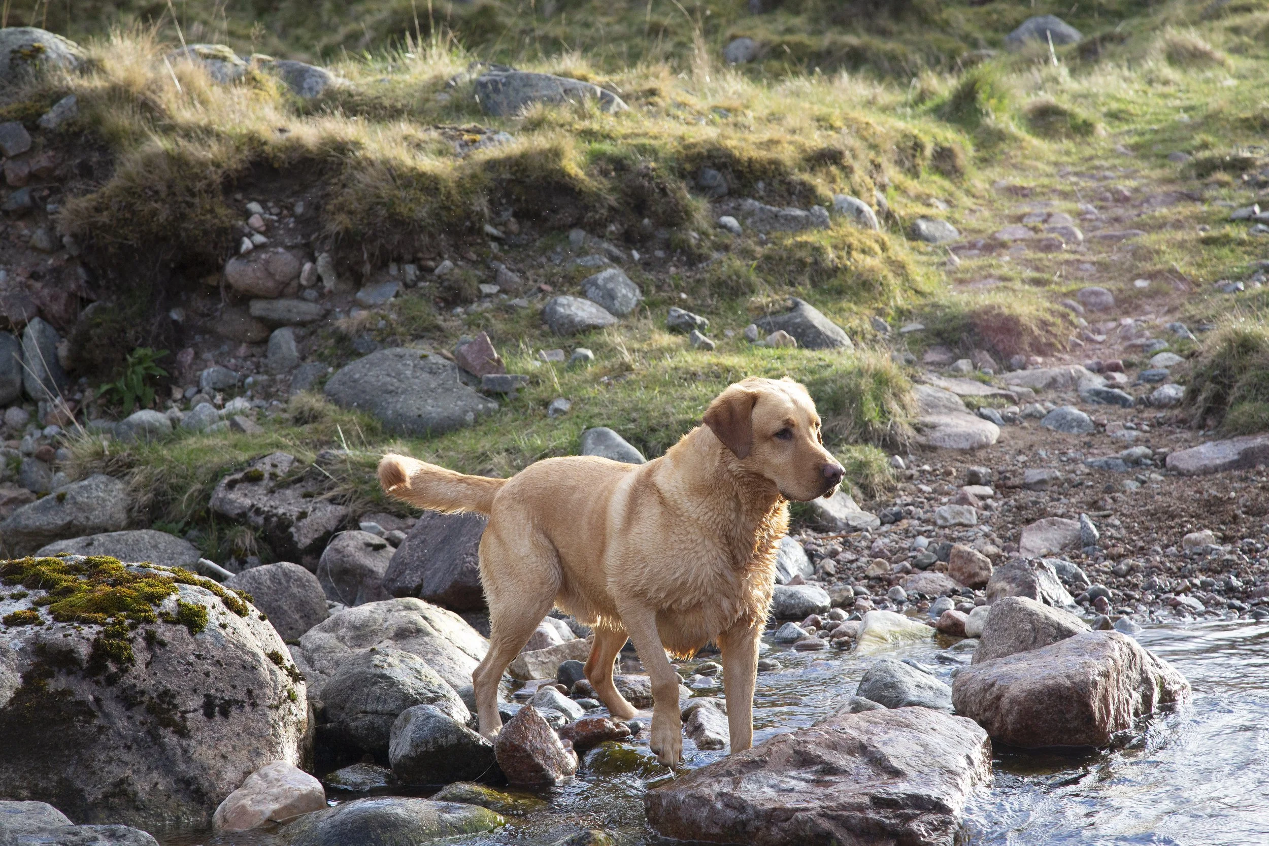 A golden retriever stands on a river bank waiting for his target.