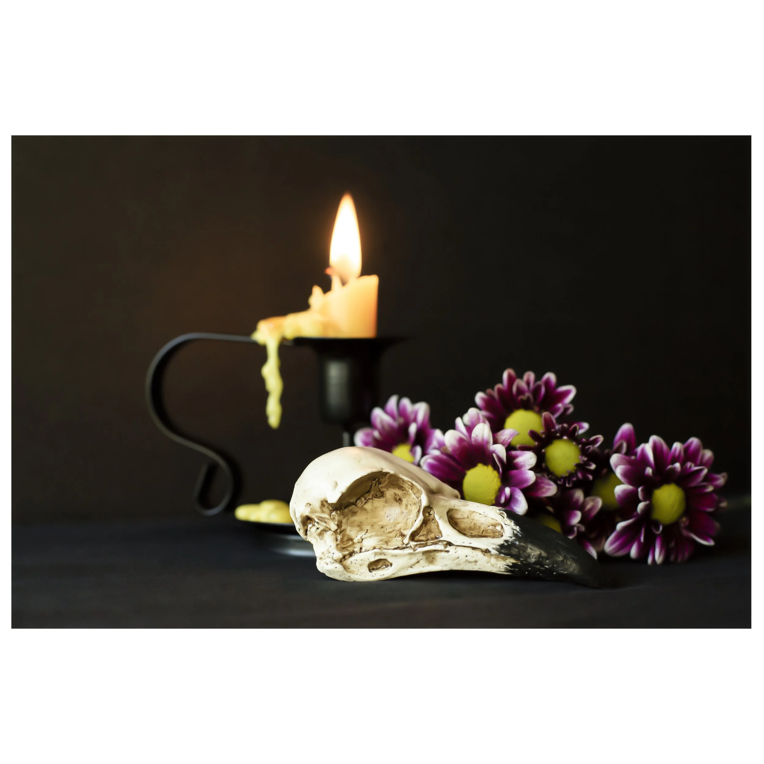 Raven Skull and Purple Daisies Fine Art Print Horizontal