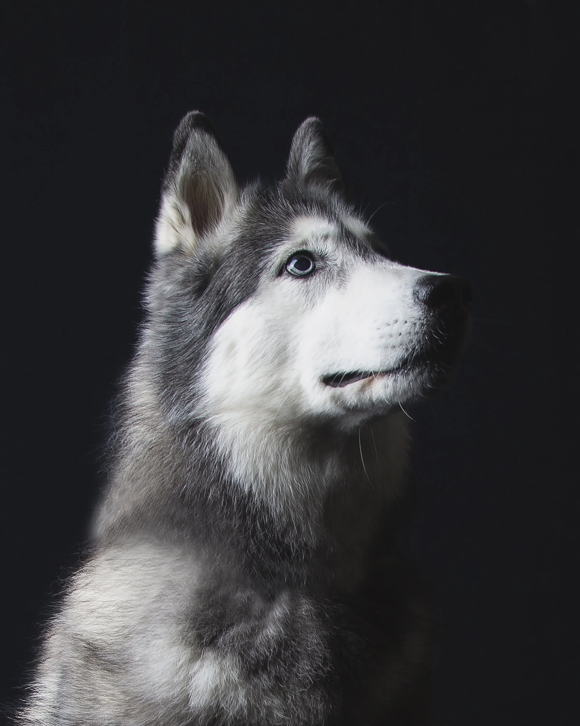 Profile portrait of a black and white Siberian Husky dog on a black background.