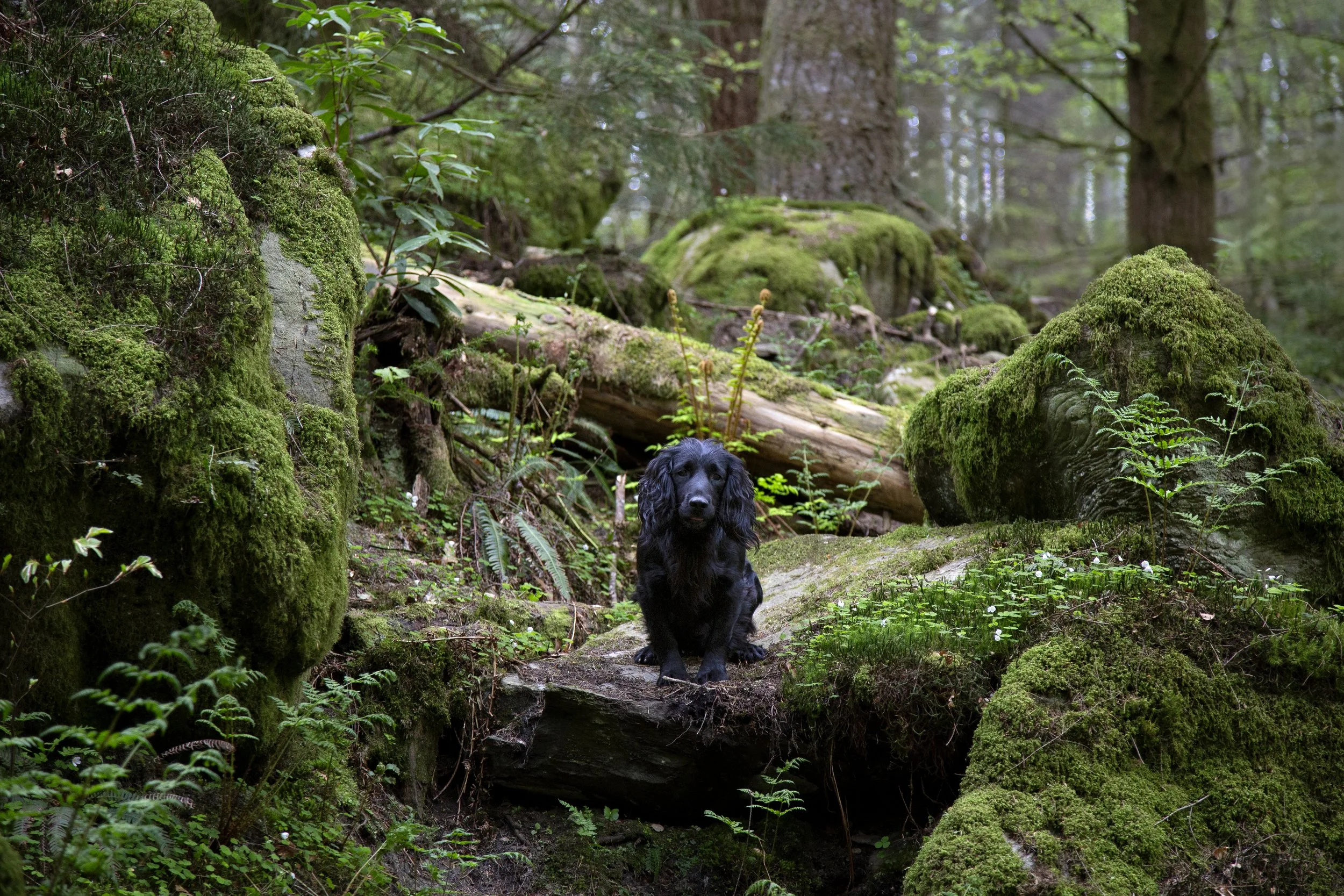 A black cocker spaniel dog sitting on a rock surrounded by trees, moss and rocks in a forest. 