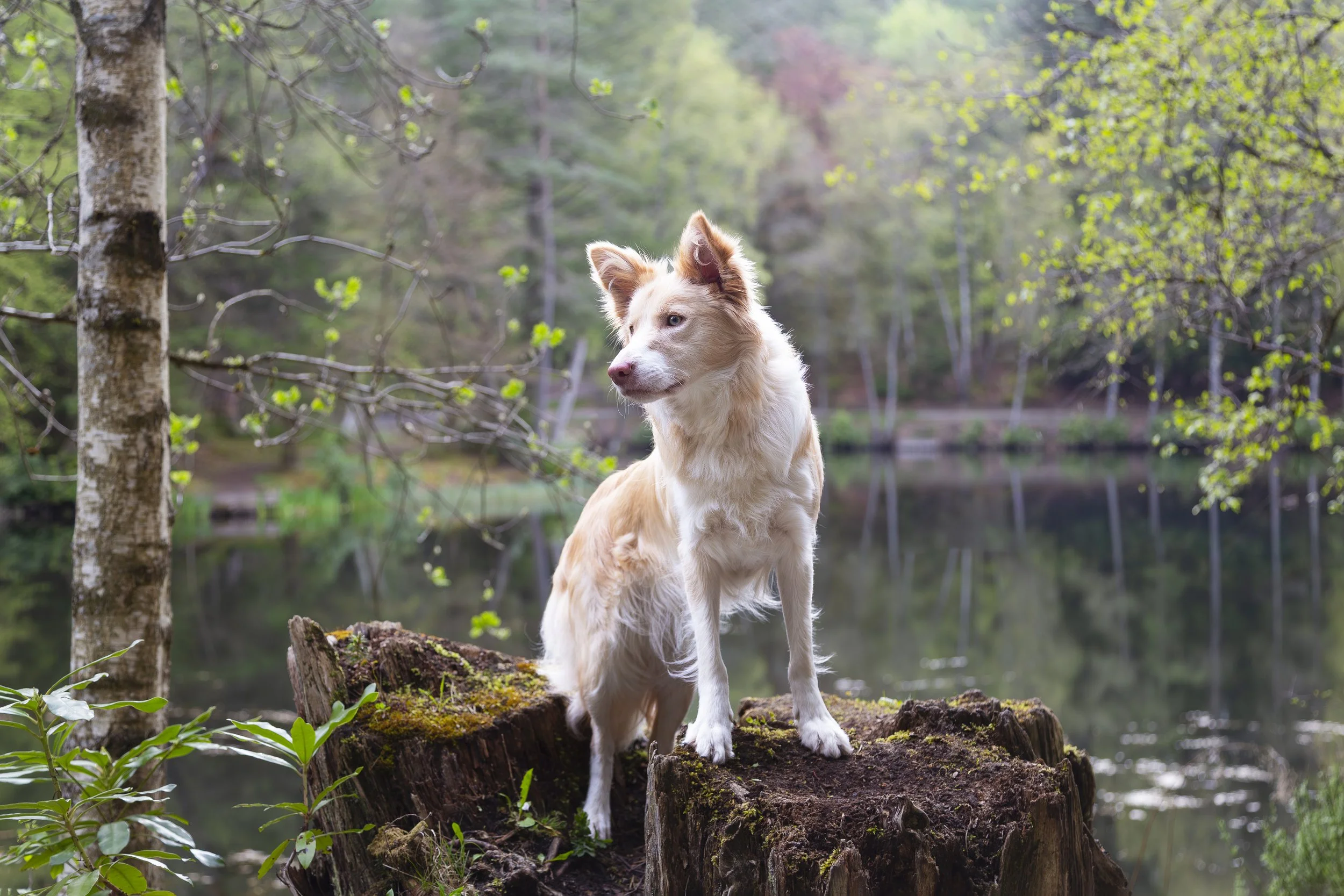 A blonde cream colored Border Collie standing on a tree stump in front of a lake in the forest. 