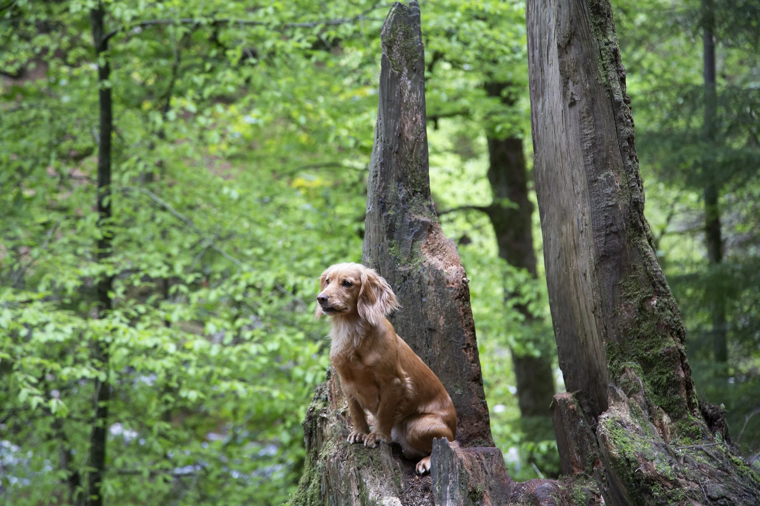 A blonde cocker spaniel dog sitting on a tree stump and looking out into the distance in a forest. 