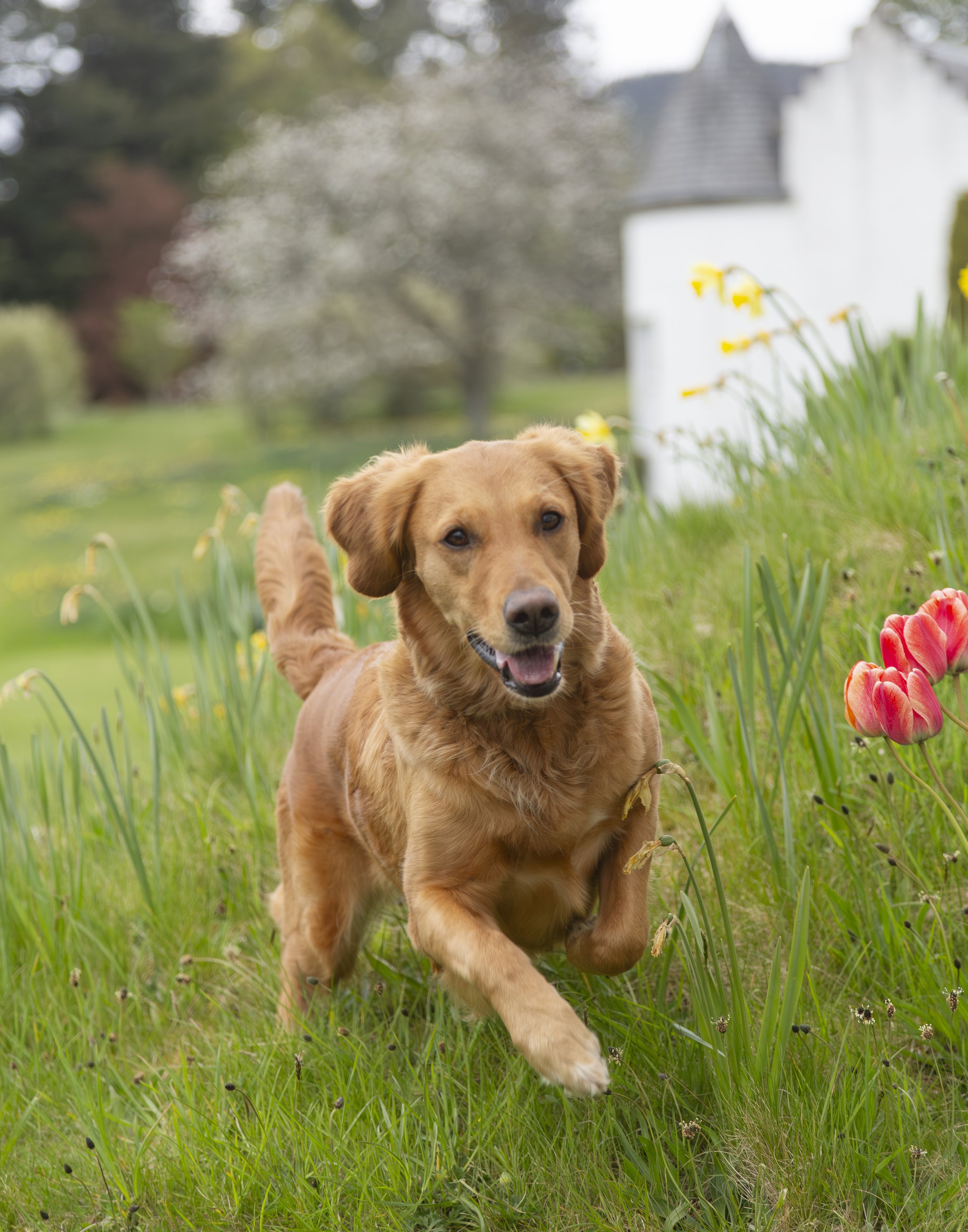 A golden retriever runs through tall grass next to tulip flowers.