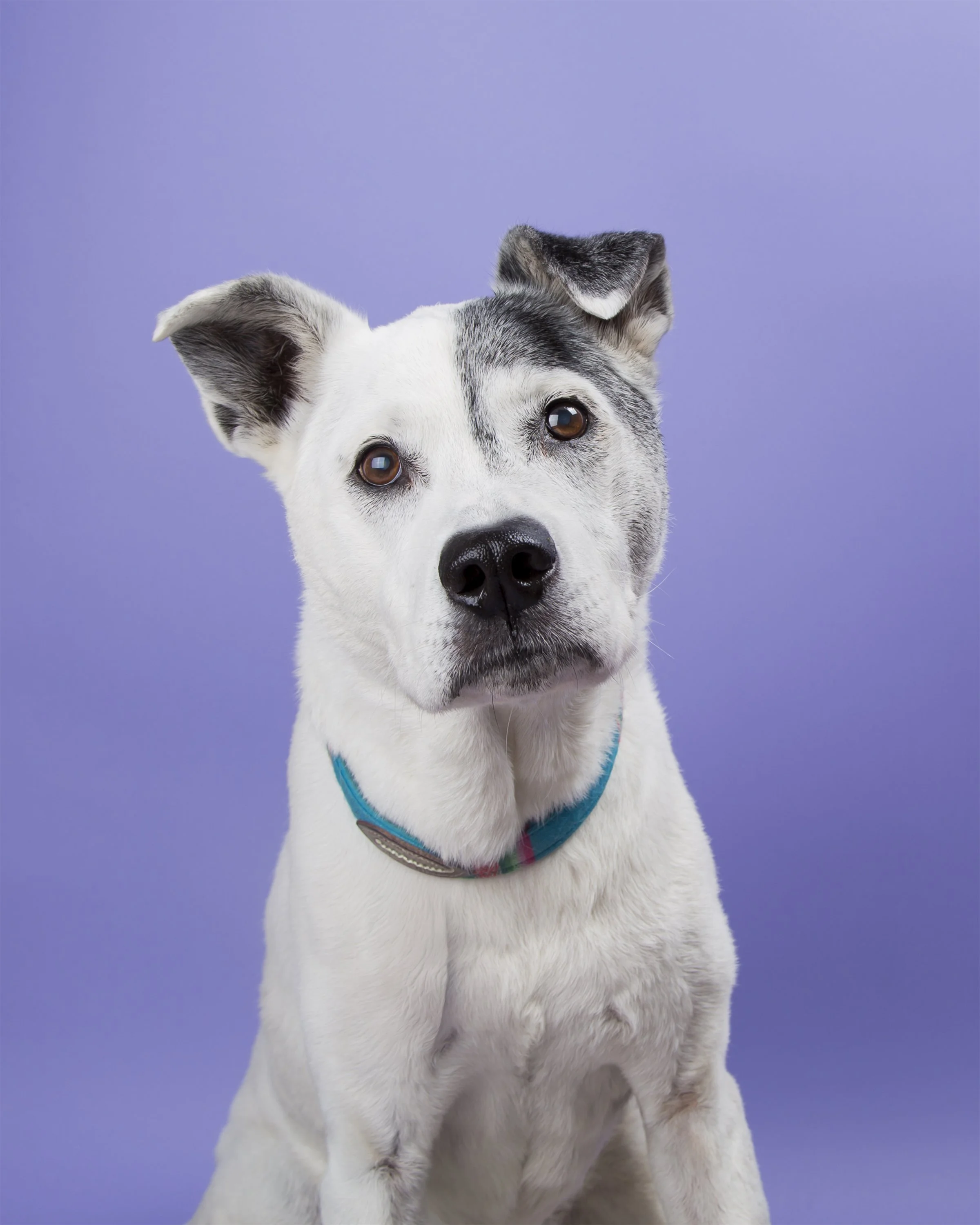 Portrait of a black and white pitbull mix dog with floppy ears on a purple background.