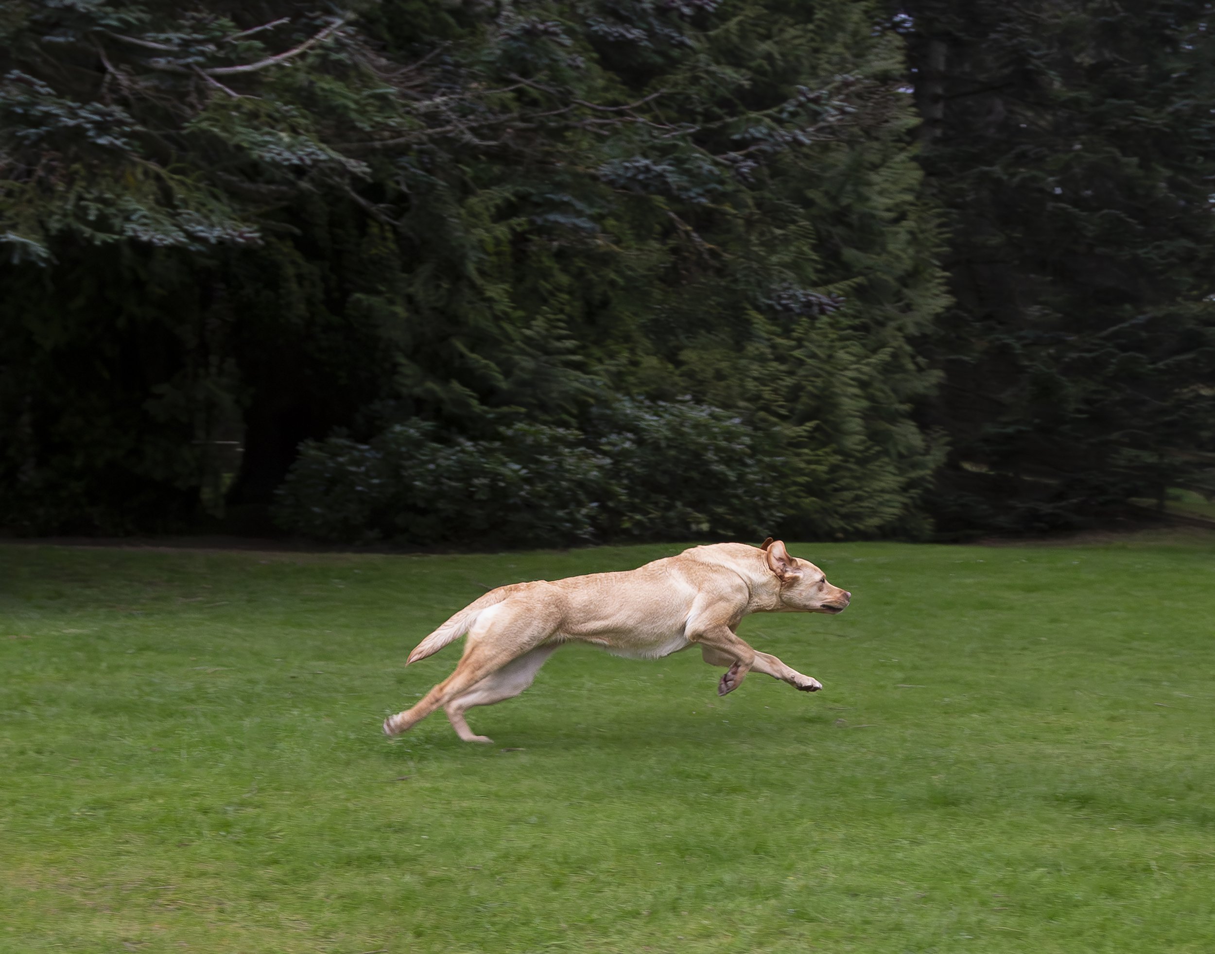 A golden retriever dog jumps through the air running towards a toy that is off screen. 