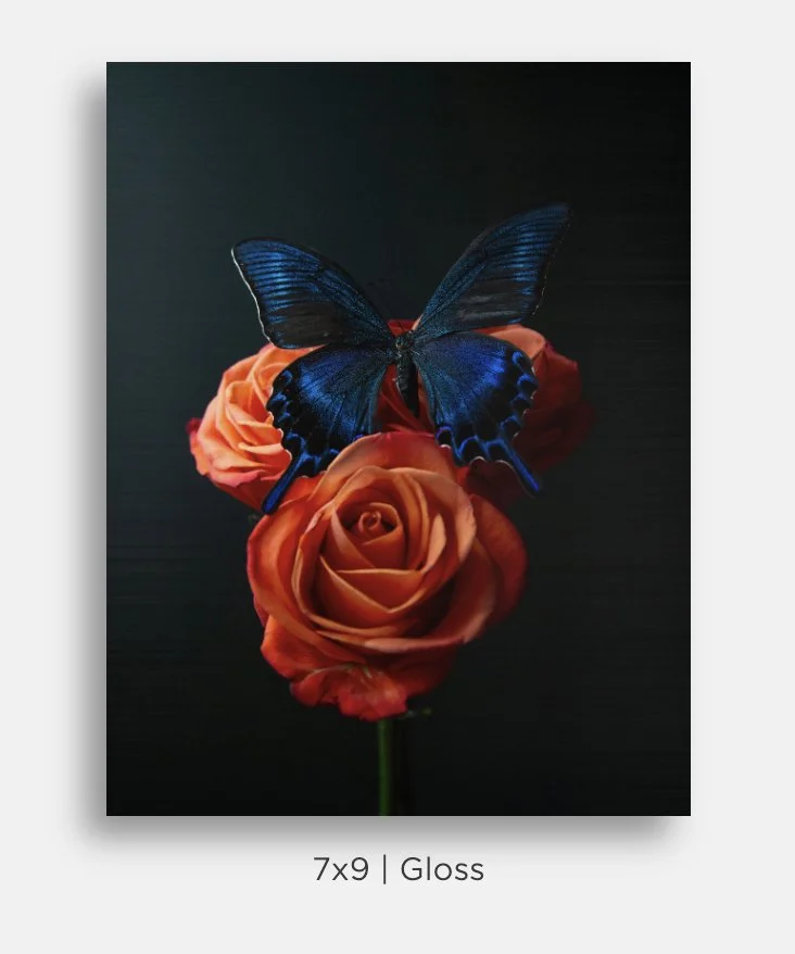 Metallic prints for sale. Image of a bouquet of orange roses with a blue green butterfly perched on them.on black. Great gifts, home decor.