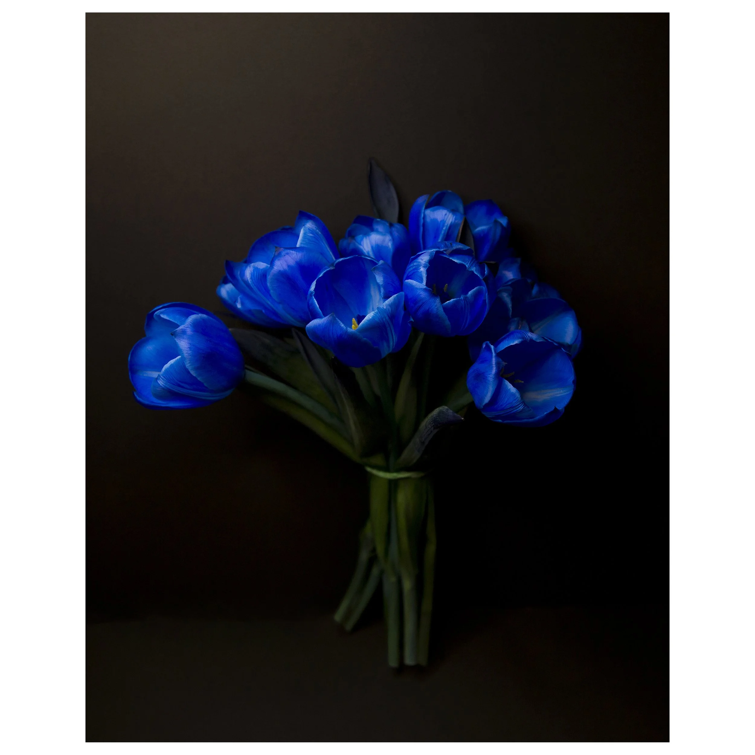 Bouquet of Electric Blue Tulips on Black