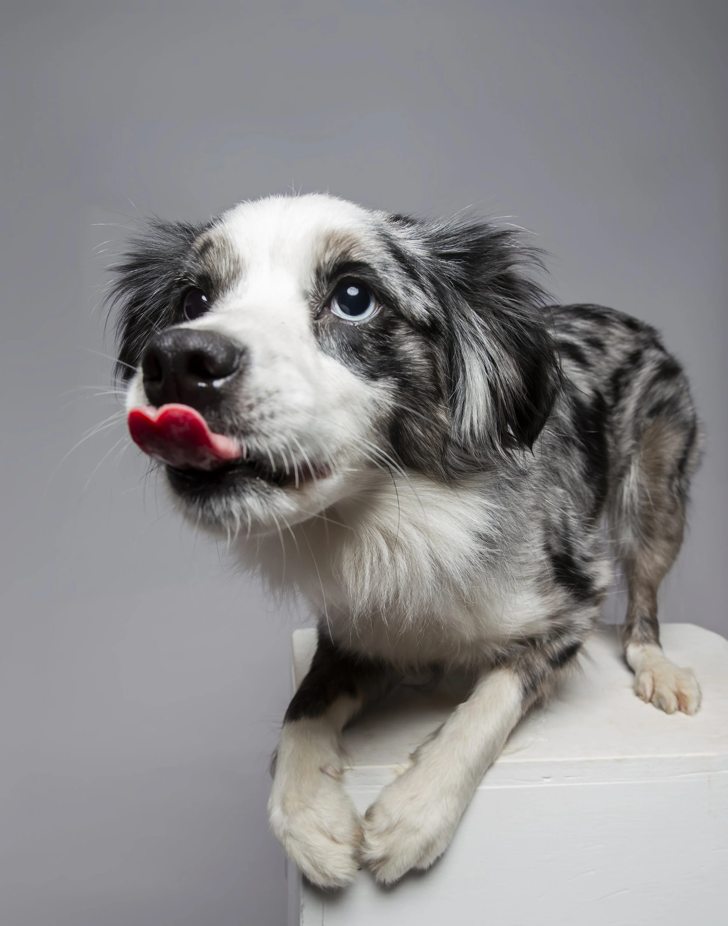 A mini Australian Shepard dog sitting on a white posing box against a gray background with her tongue out. 