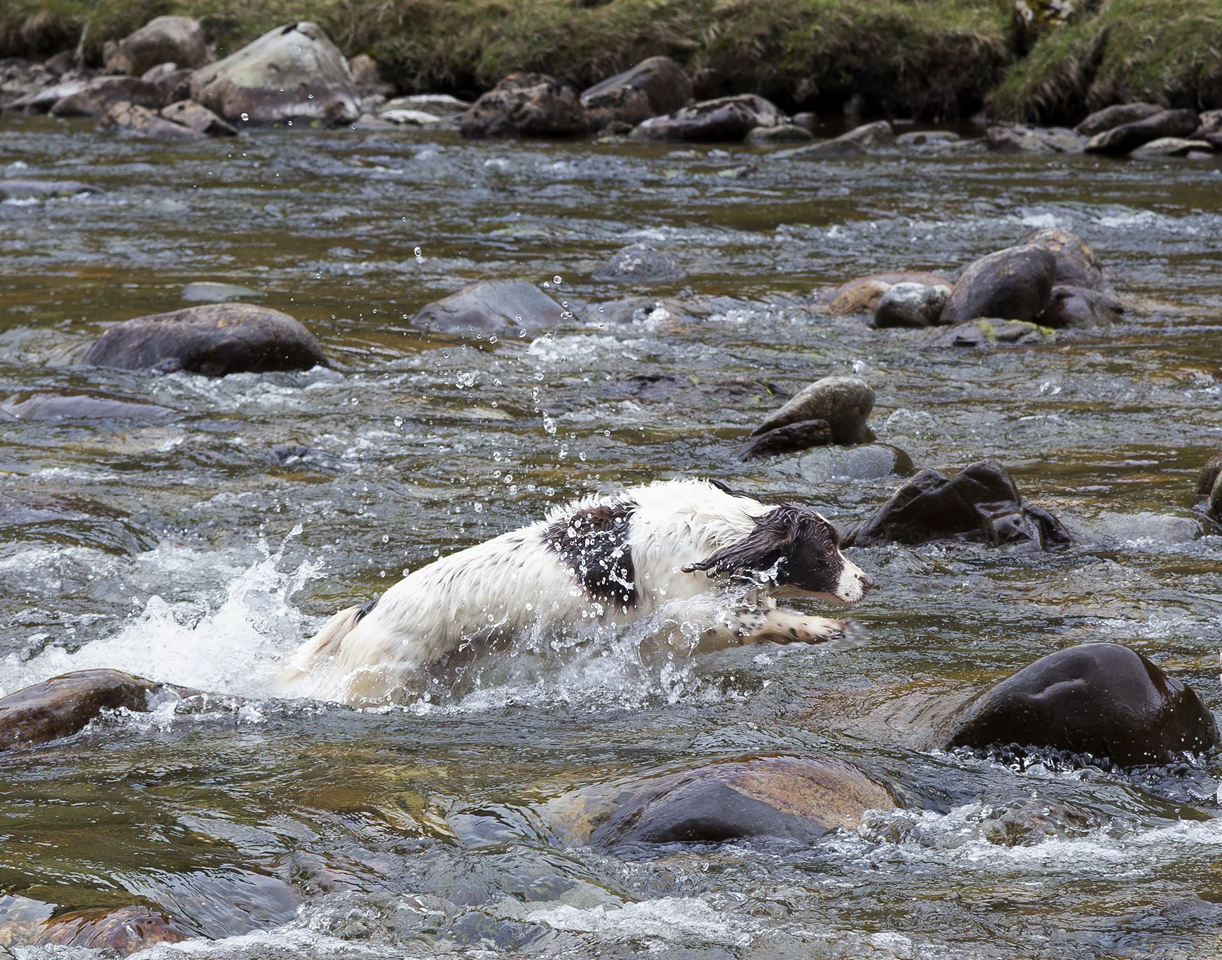 A Springer Spaniel dog jumps through the water and over rocks in a river. 