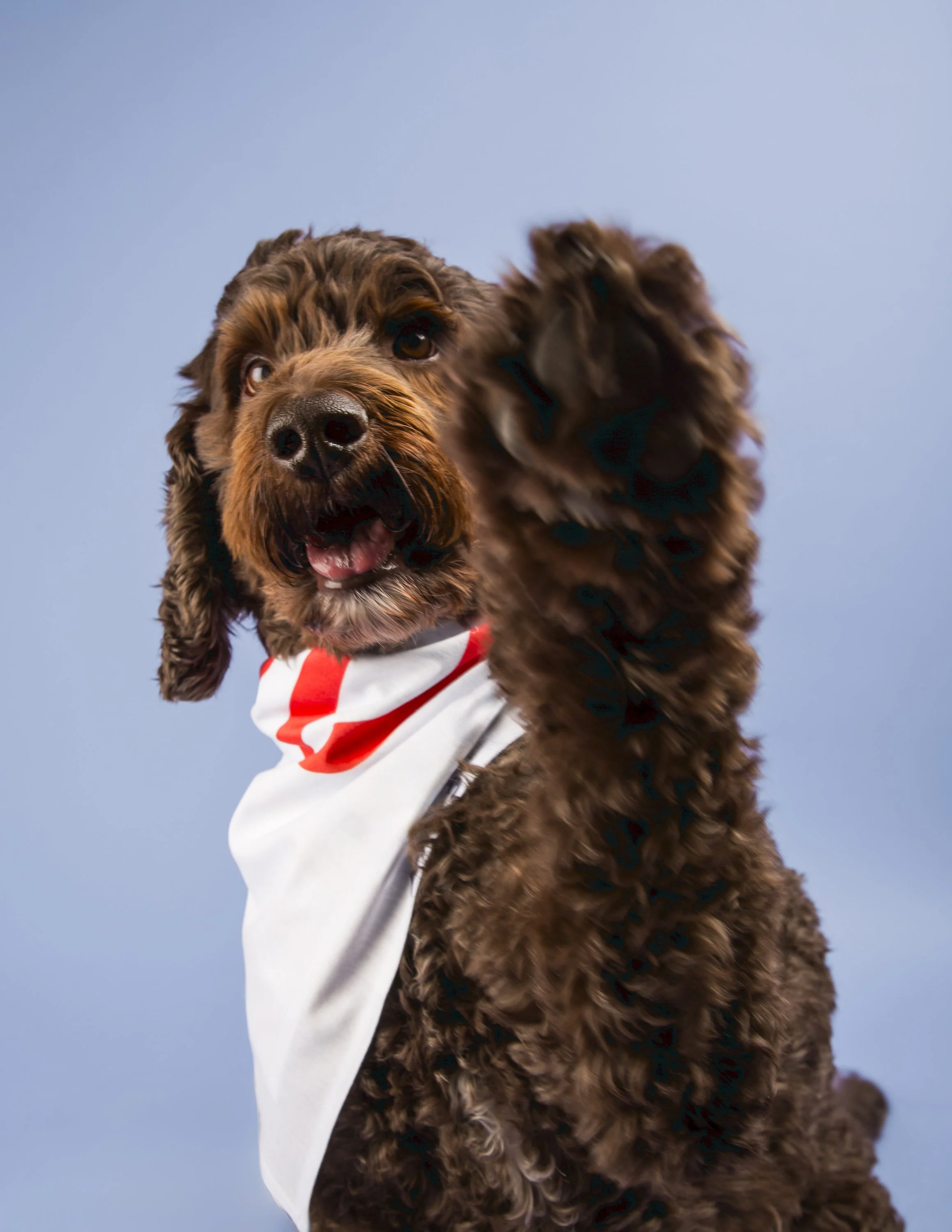 Chocolate doodle dog with his paw up waves at the camera.