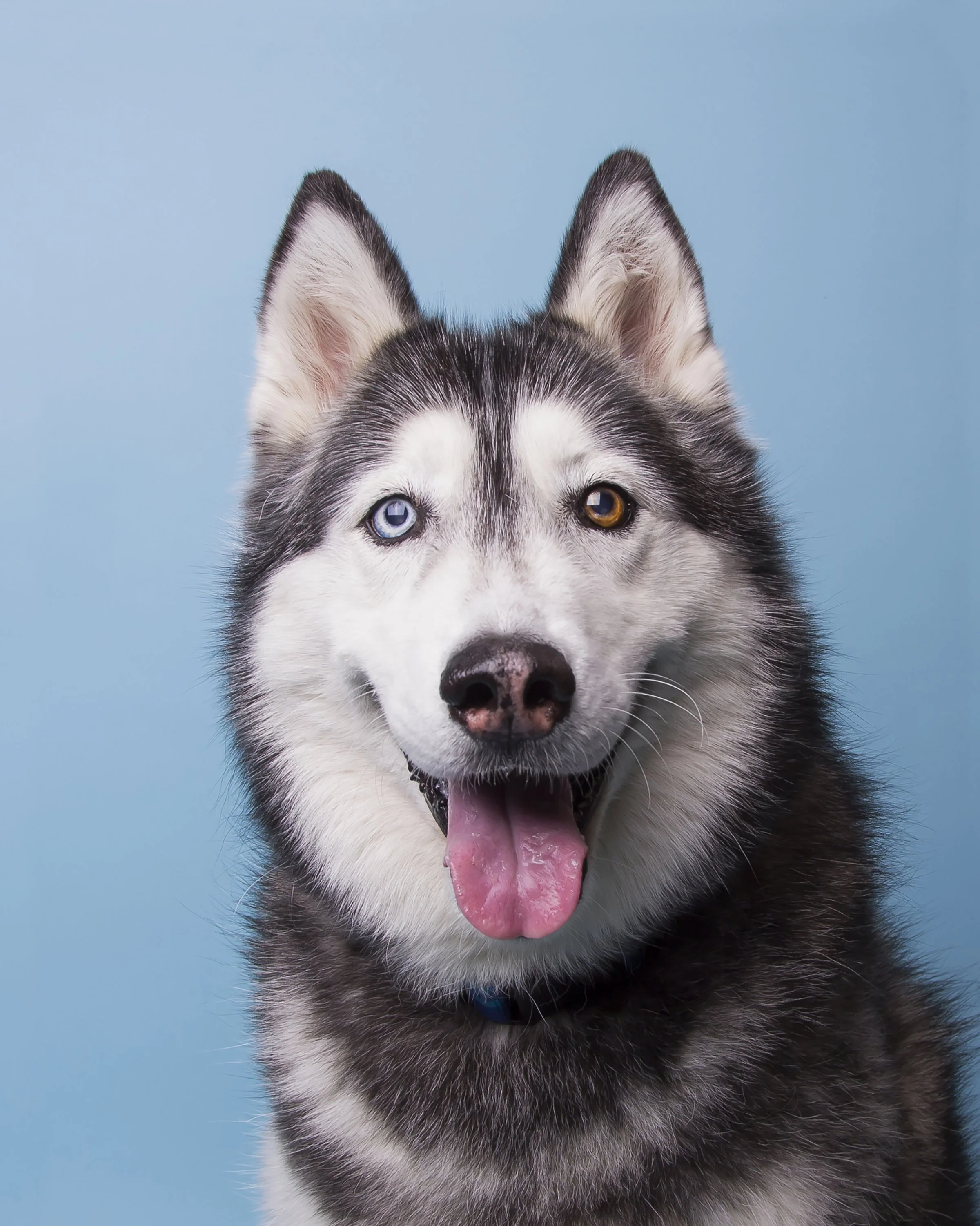 A Siberian Husky with two different colored eyes smiling at the camera with her tongue out on a blue background.
