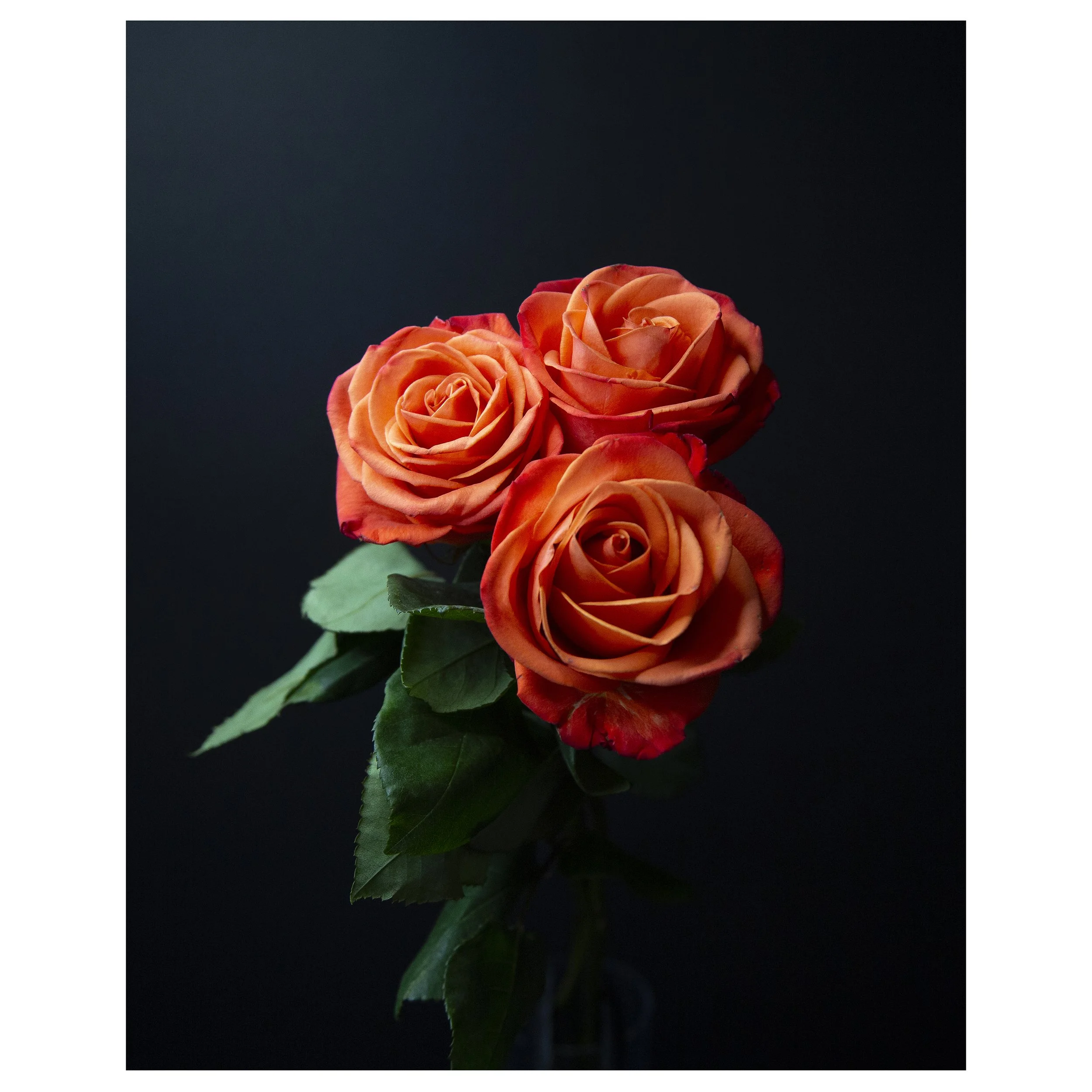 Bunch of Three Orange Roses on Black