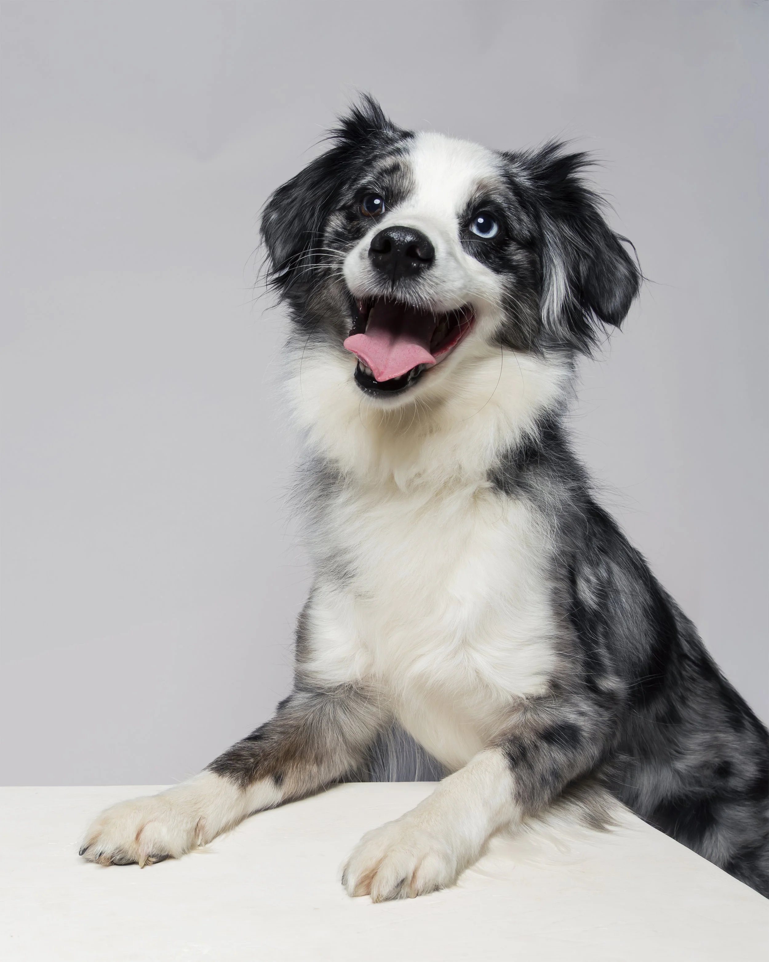 A mini Australian Shepard dog posed on a white box in a studio portrait setting smiling at the camera.