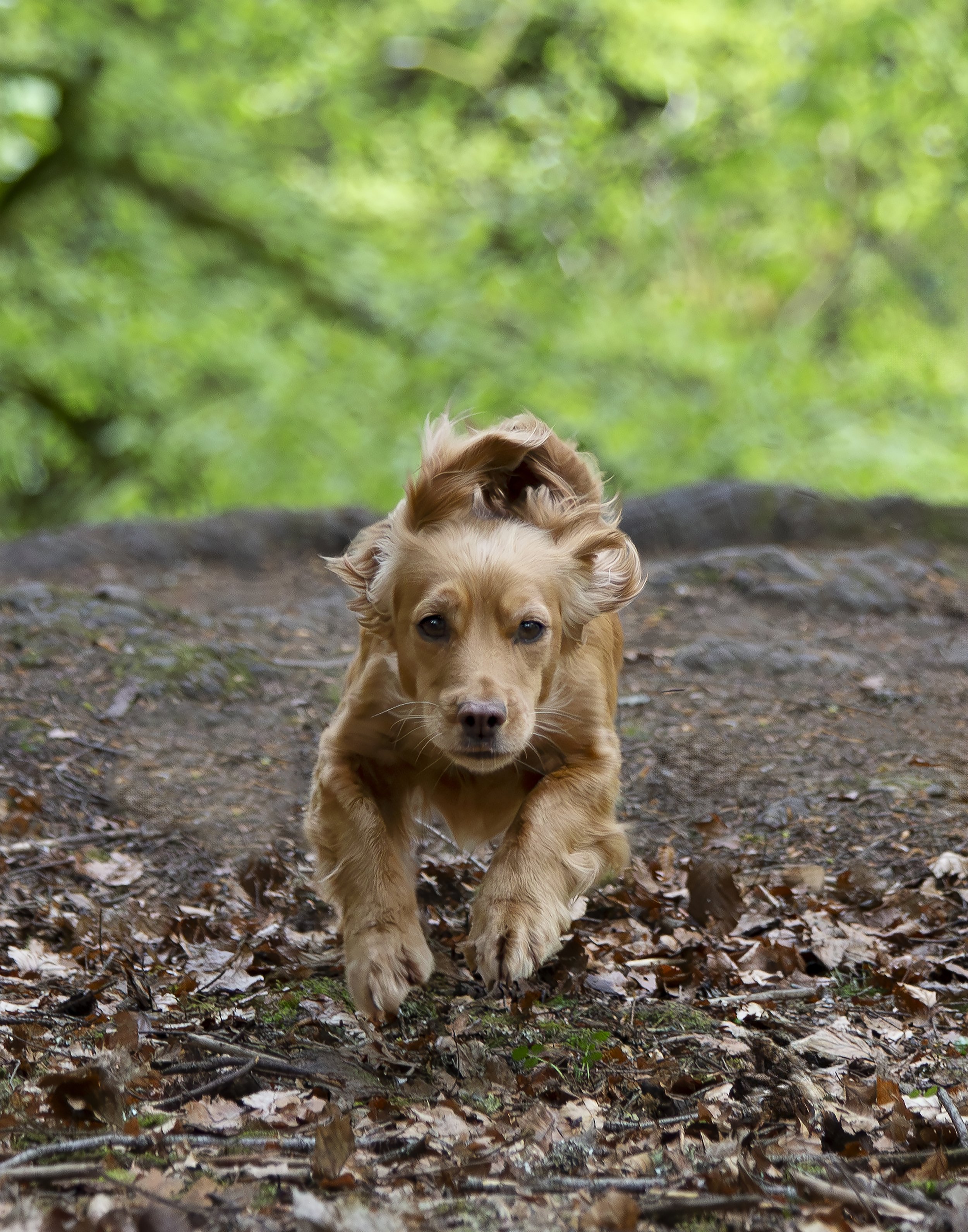 A golden cocker spaniel puppy running towards the camera with her ears flapping back.