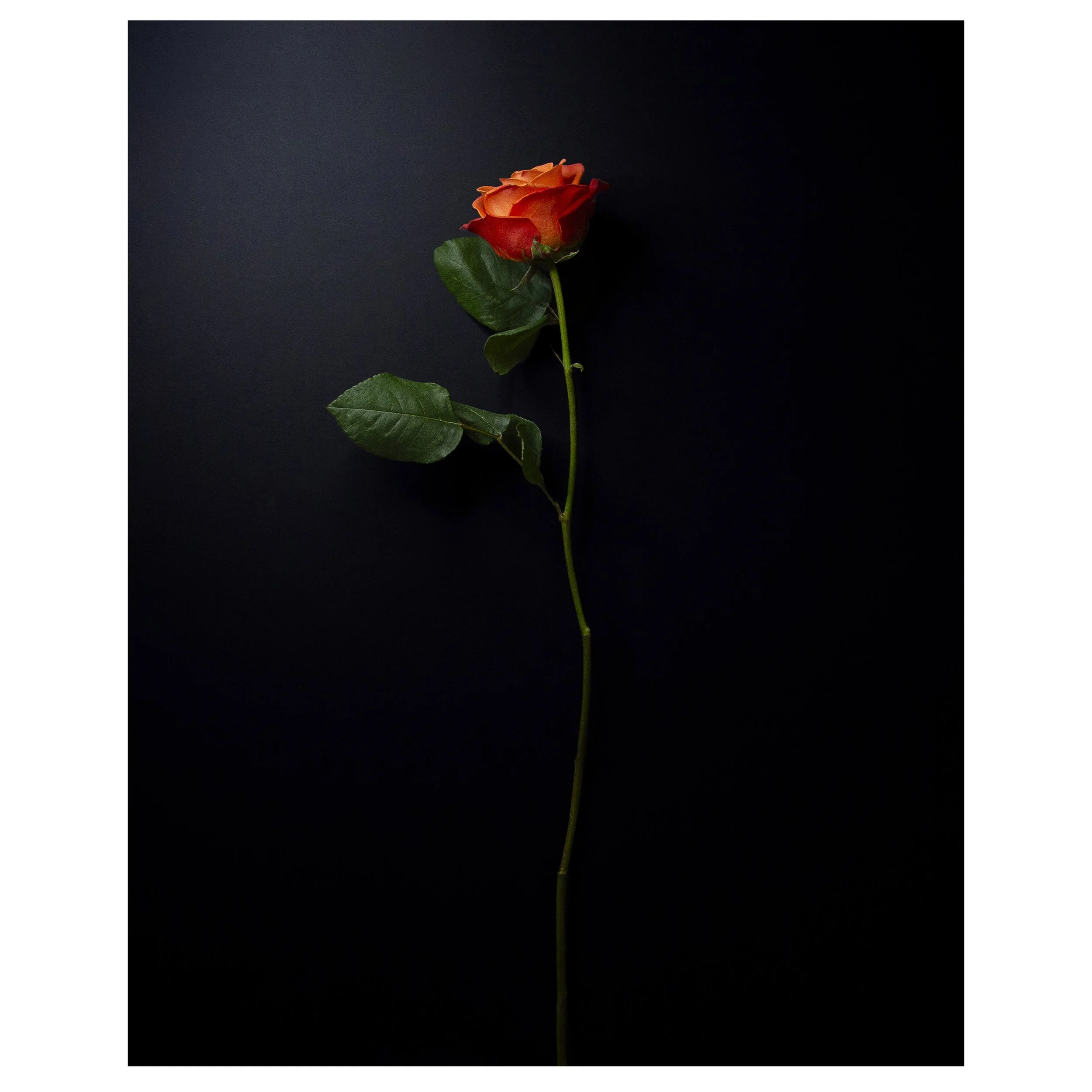 Still Life of Single Orange Rose