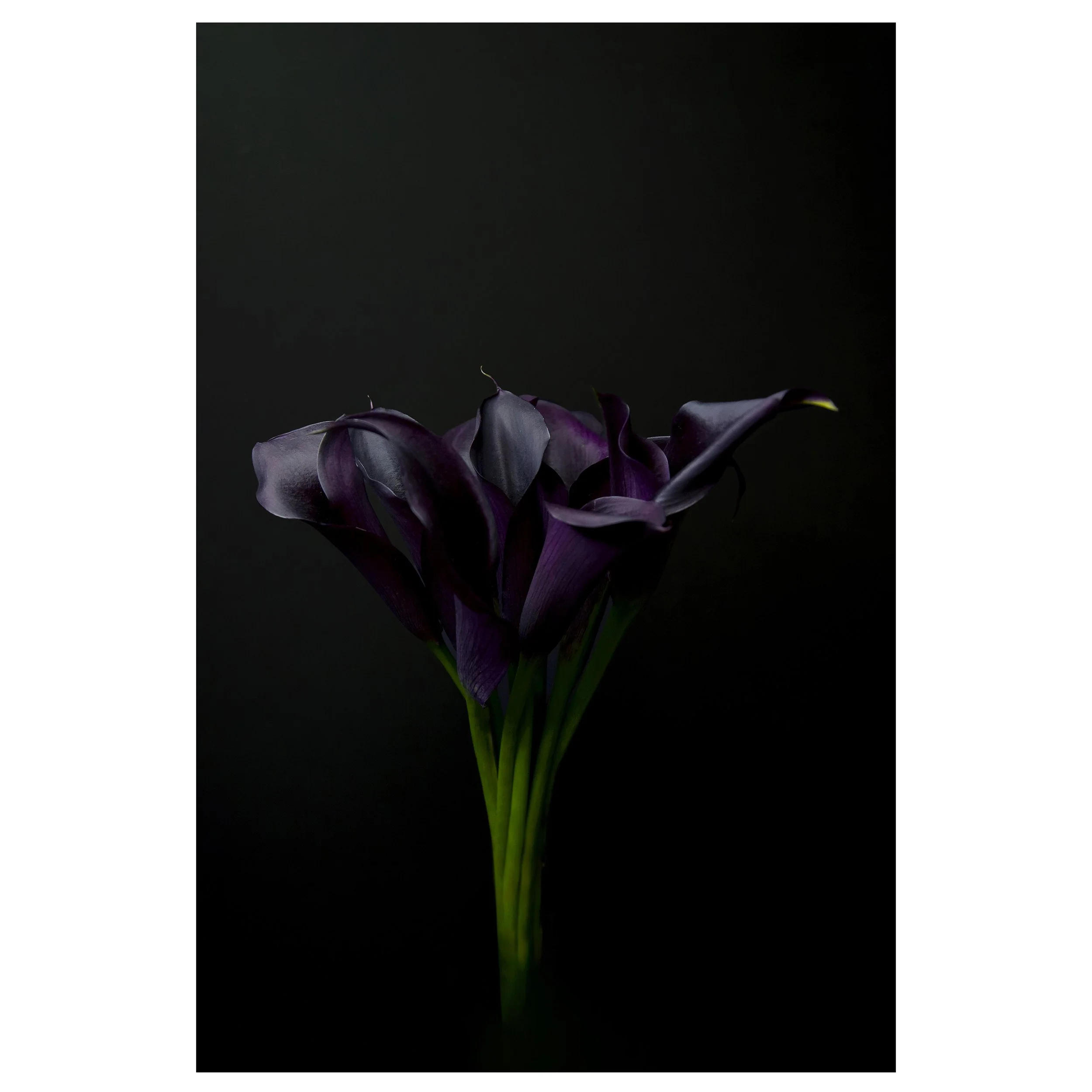 Bouquet of Calla Lilies on Black