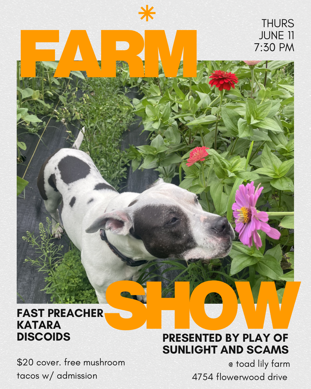 Fast Preacher, Katara & Discoids at Toadlilly Farms!