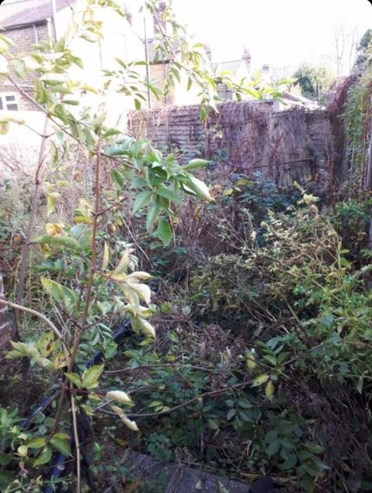 Overgrown garden. Clearout.