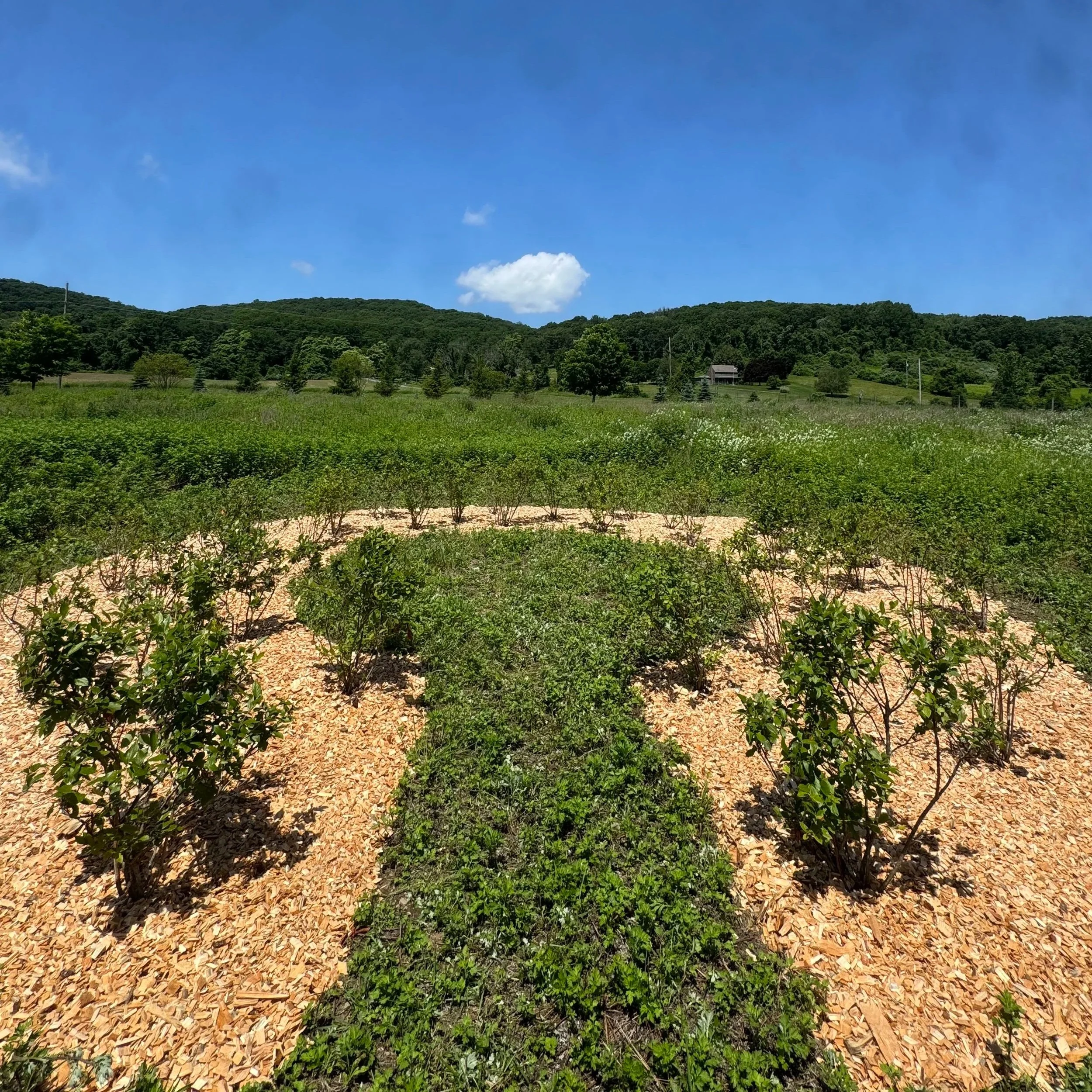 Creative Meadow Blueberry Project-Copake NY