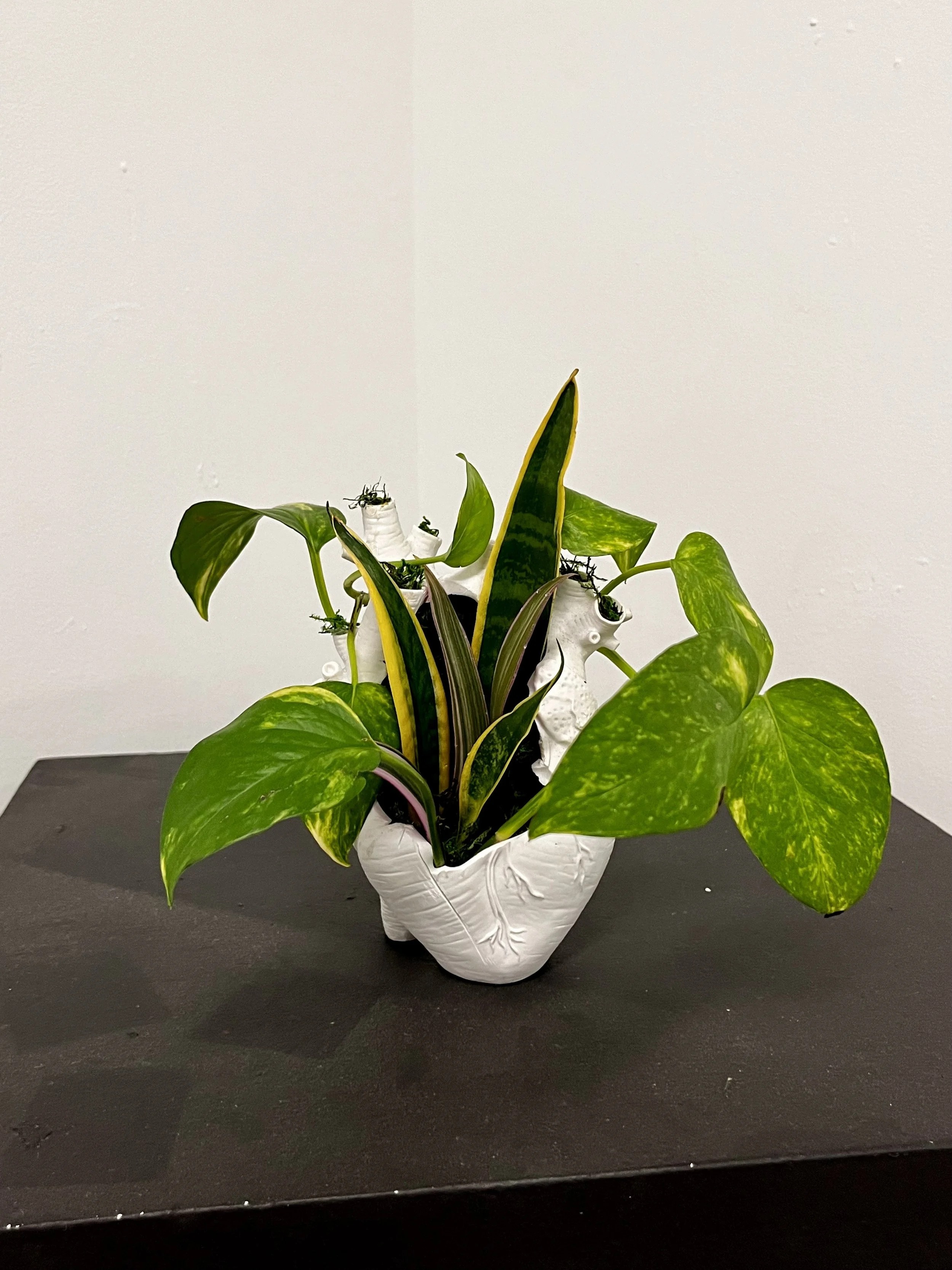 Sculpture | Plasters + Real Plants