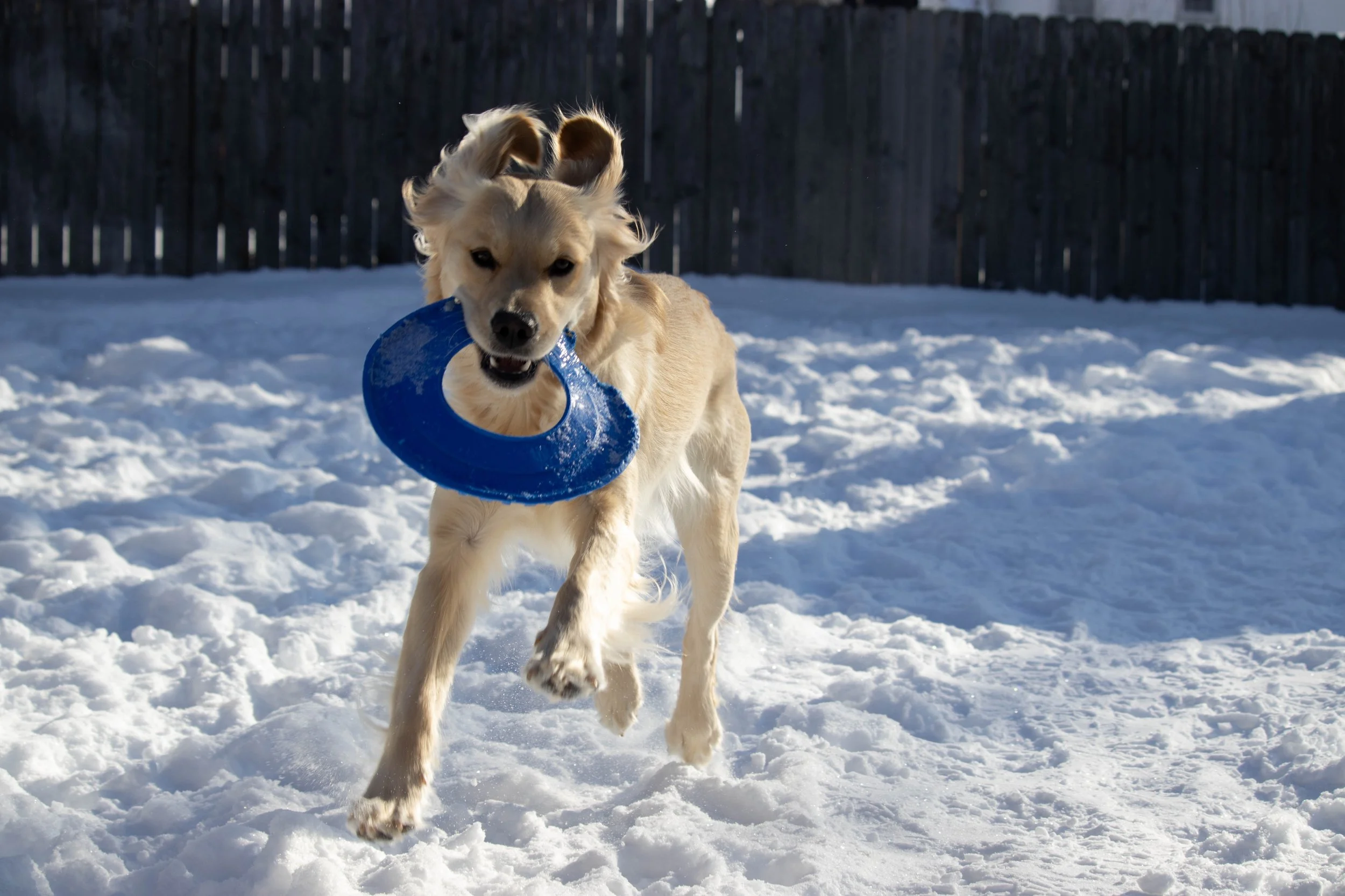 20260202_DRH_Shelby snow_065.JPEG