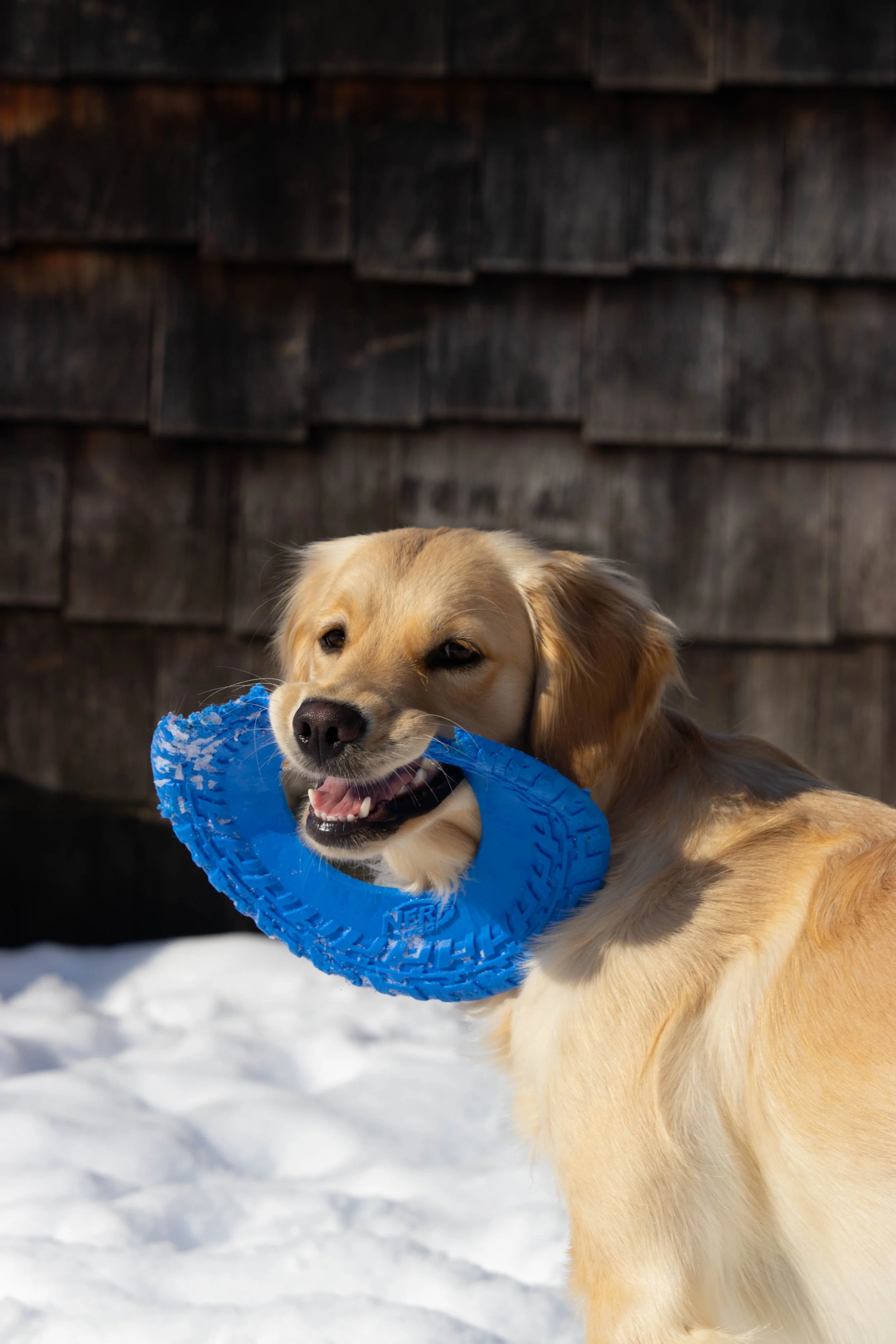 20260202_DRH_Shelby snow_146.JPEG