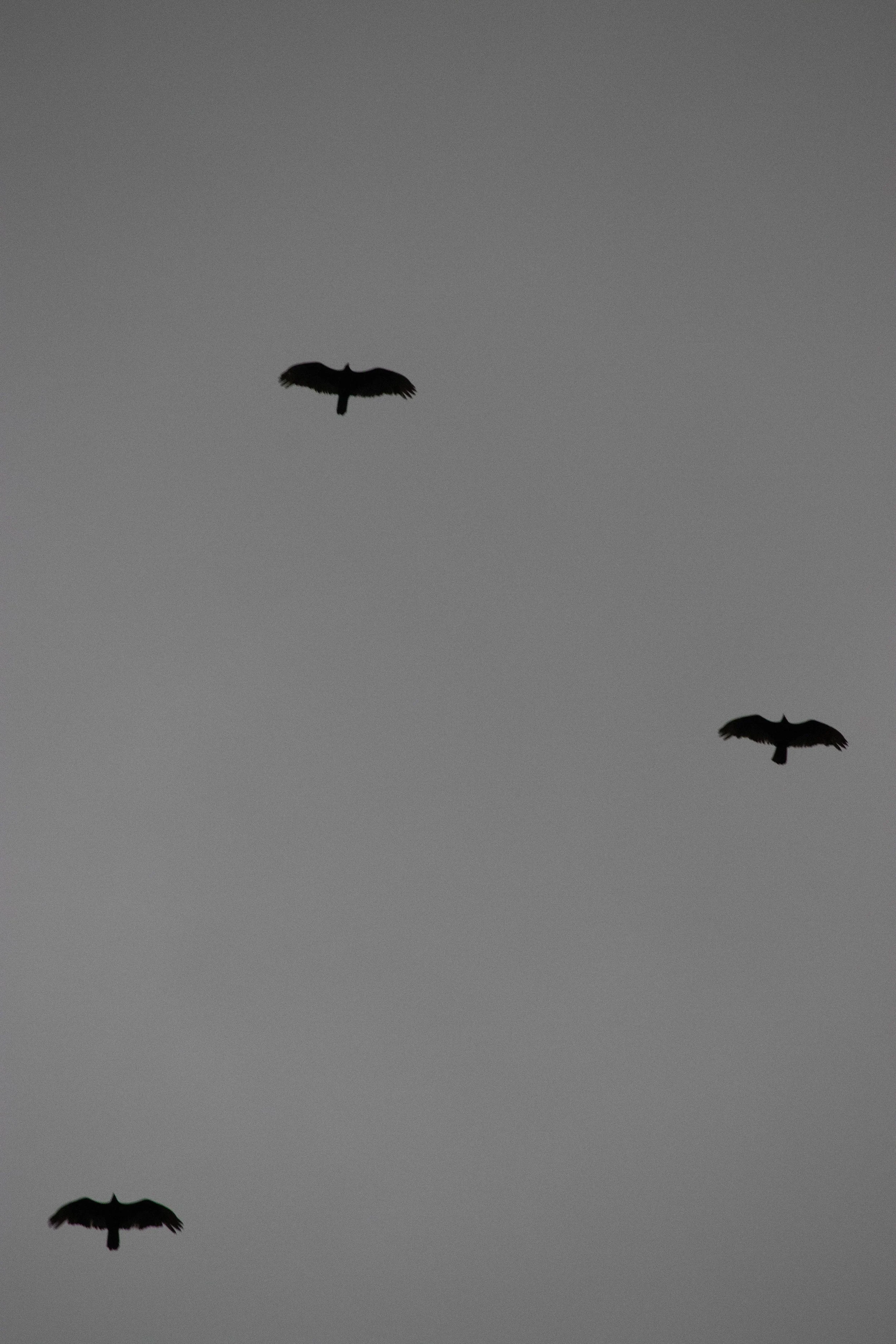 20240408_DRH_Total Eclipse 2024_067.JPEG