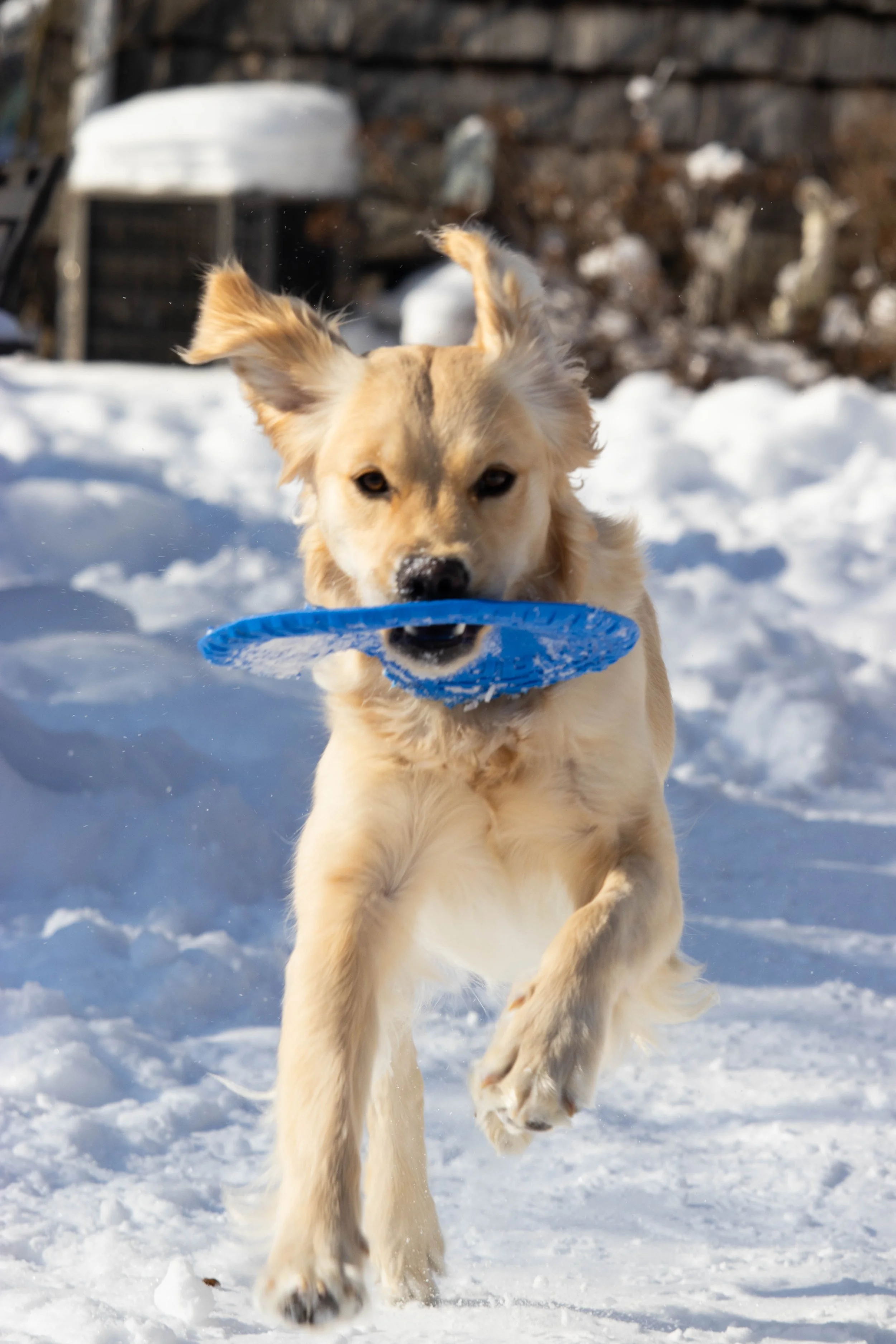 20260202_DRH_Shelby snow_162.JPEG