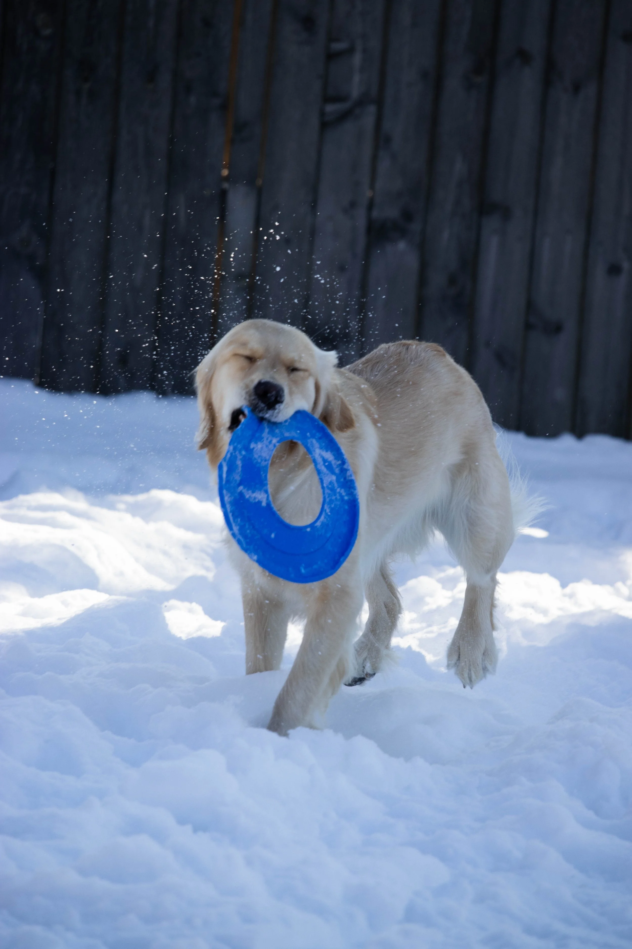 20260202_DRH_Shelby snow_096.JPEG