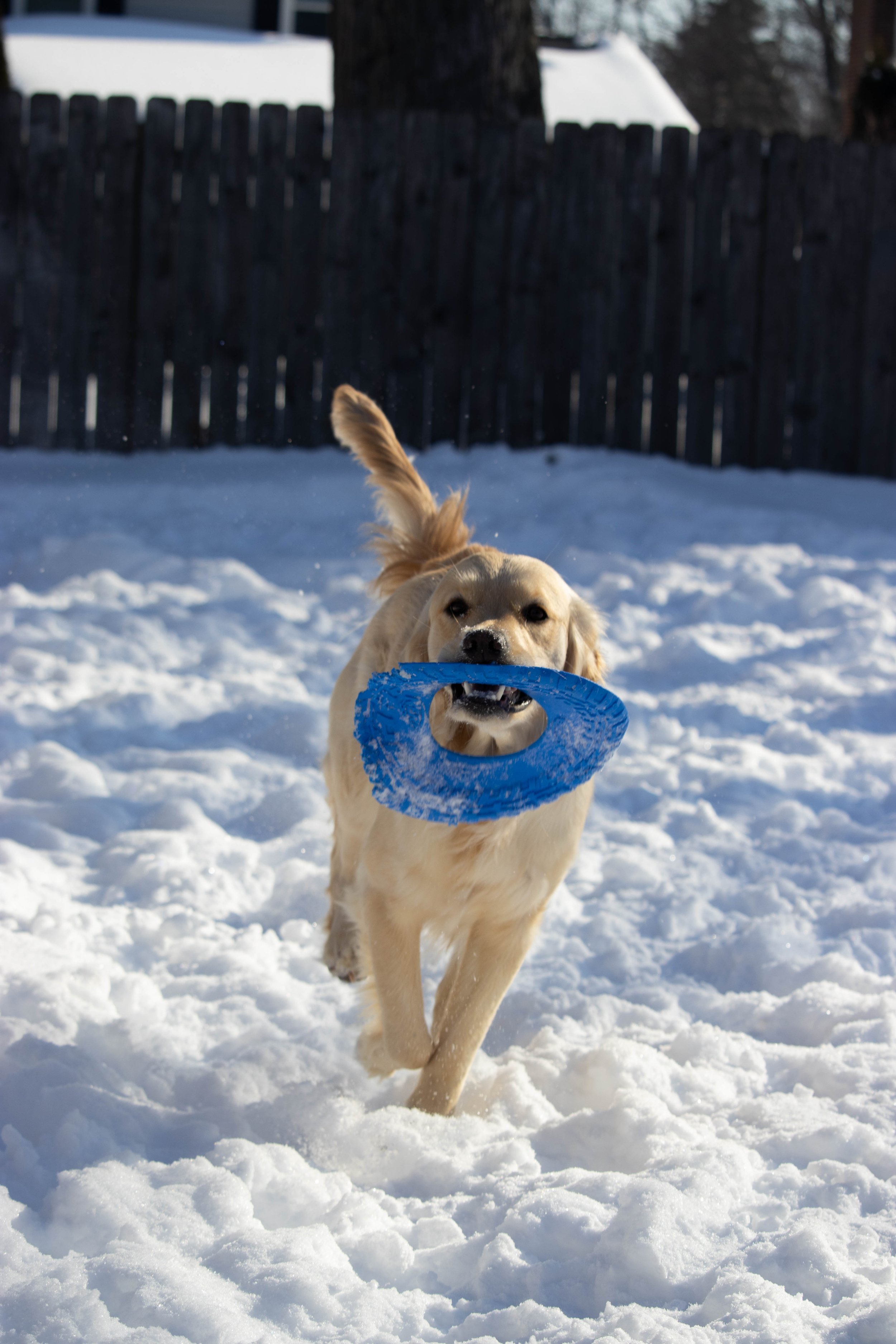 20260202_DRH_Shelby snow_136.JPEG