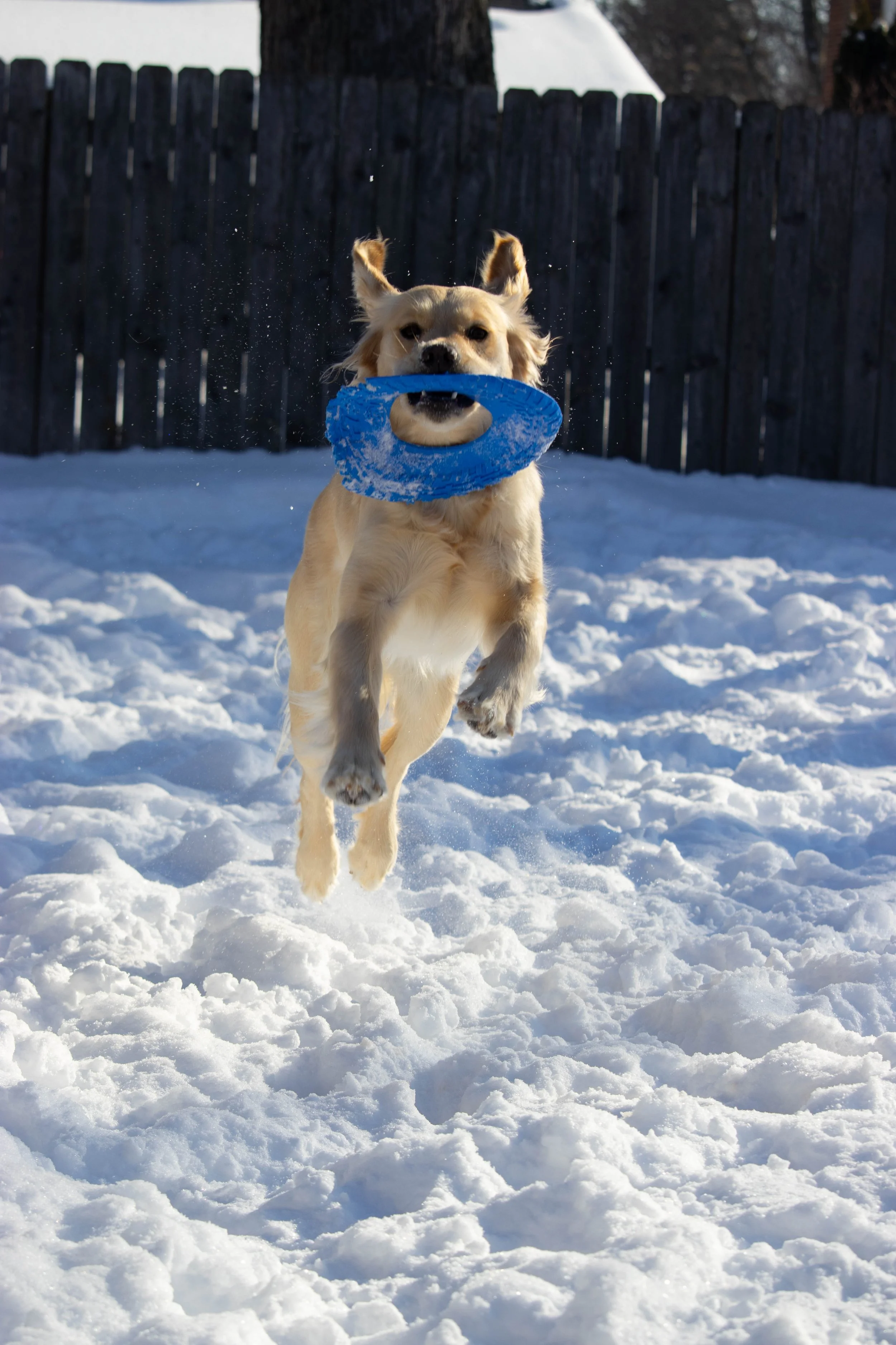 20260202_DRH_Shelby snow_134.JPEG