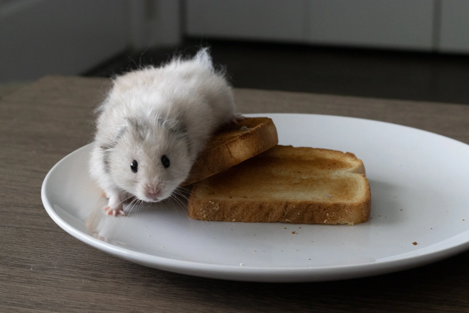 20220224_DH_still life_3.JPEG