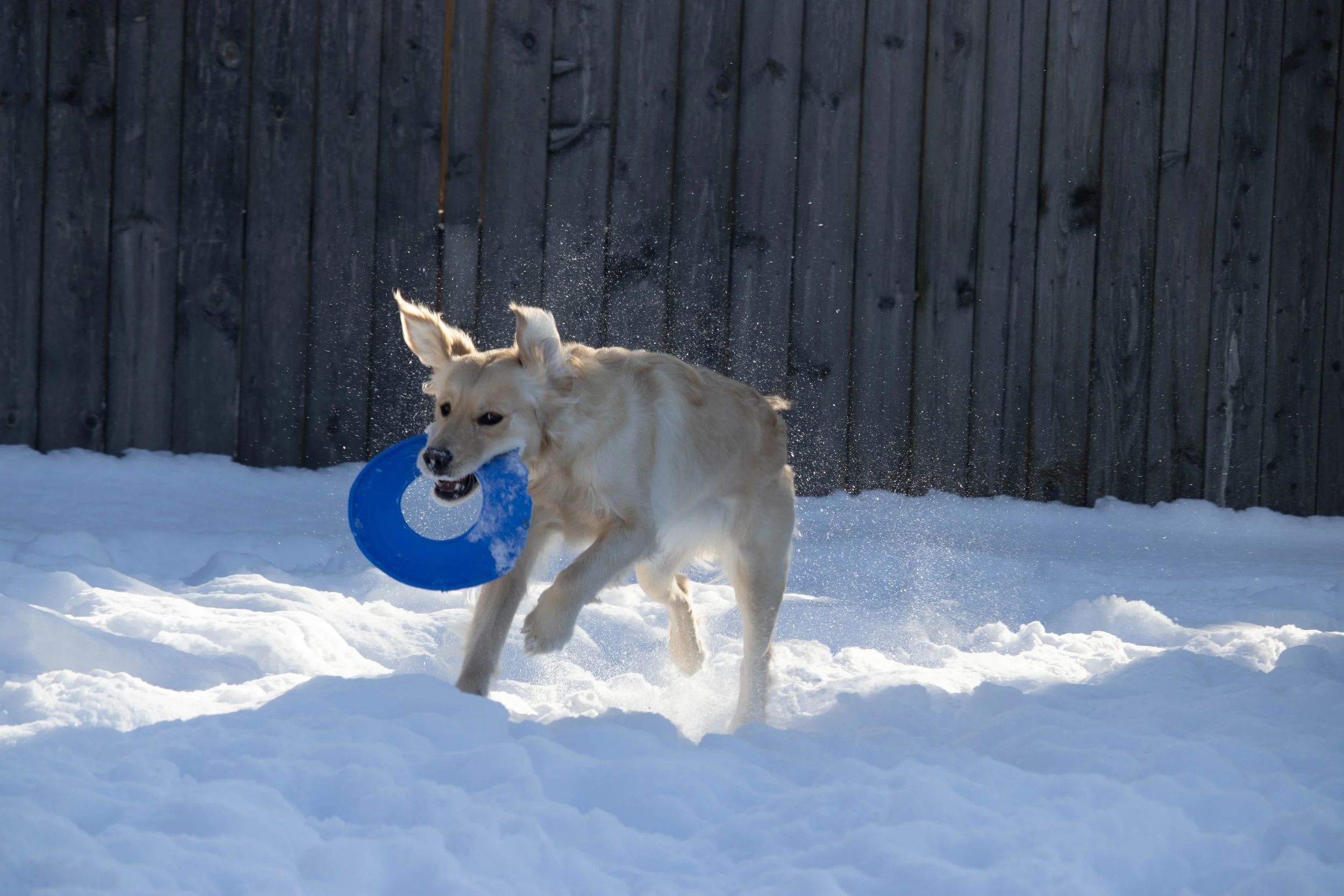 20260202_DRH_Shelby snow_083.JPEG