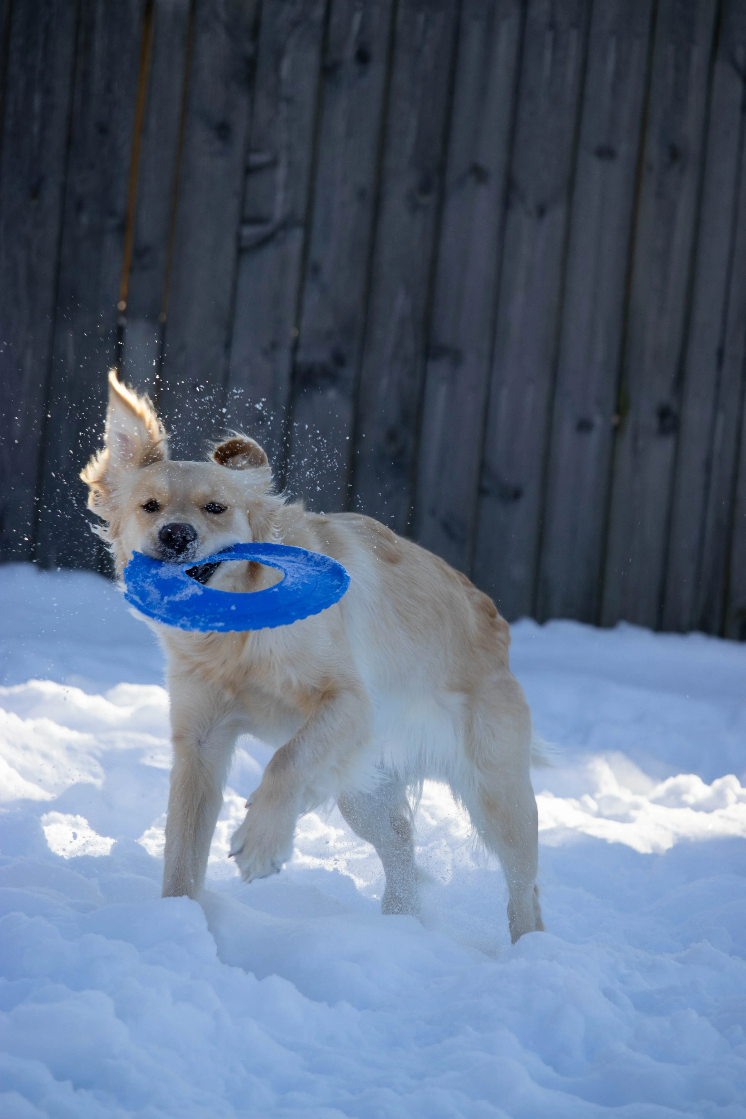 20260202_DRH_Shelby snow_095.JPEG